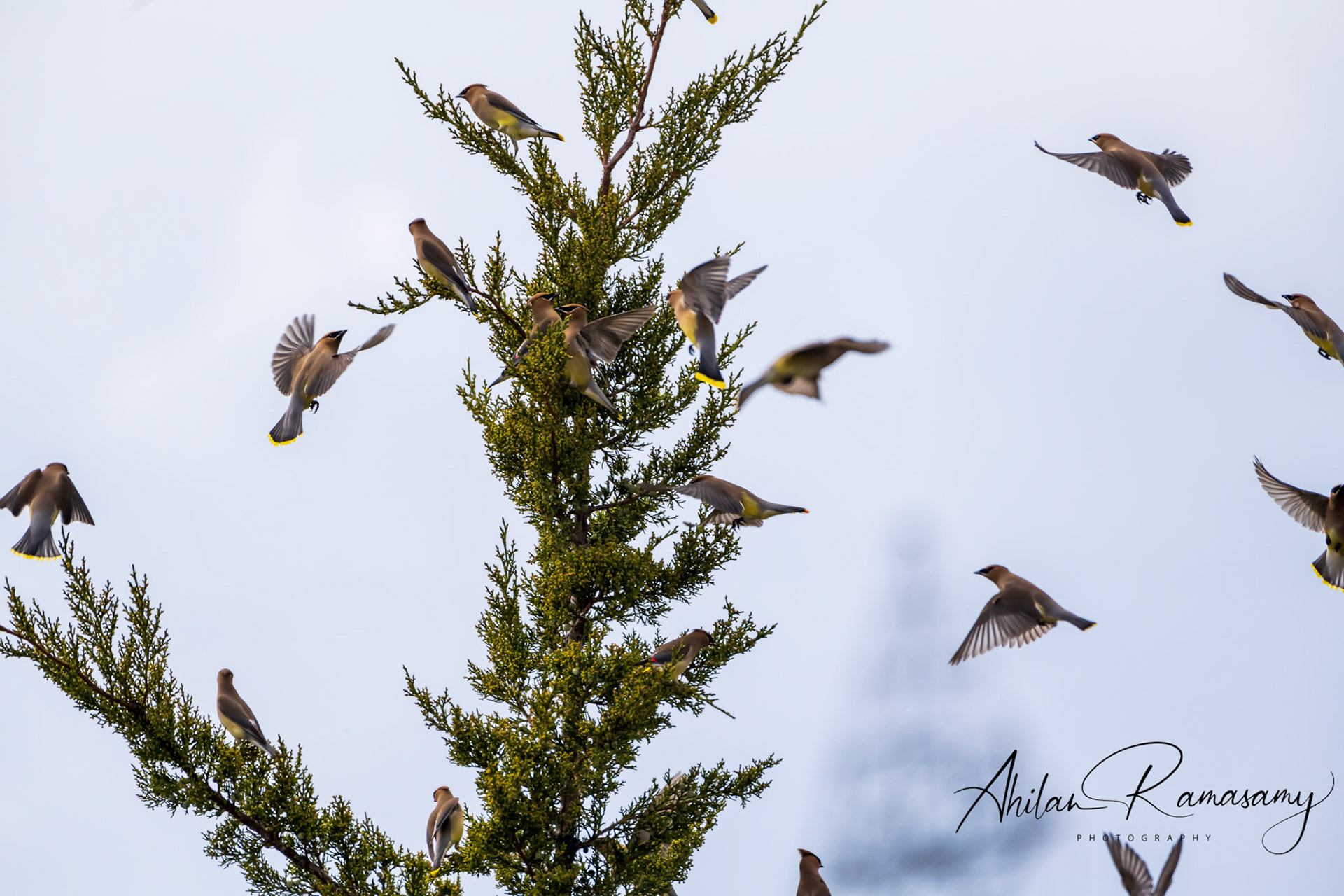 Cedar Waxwing