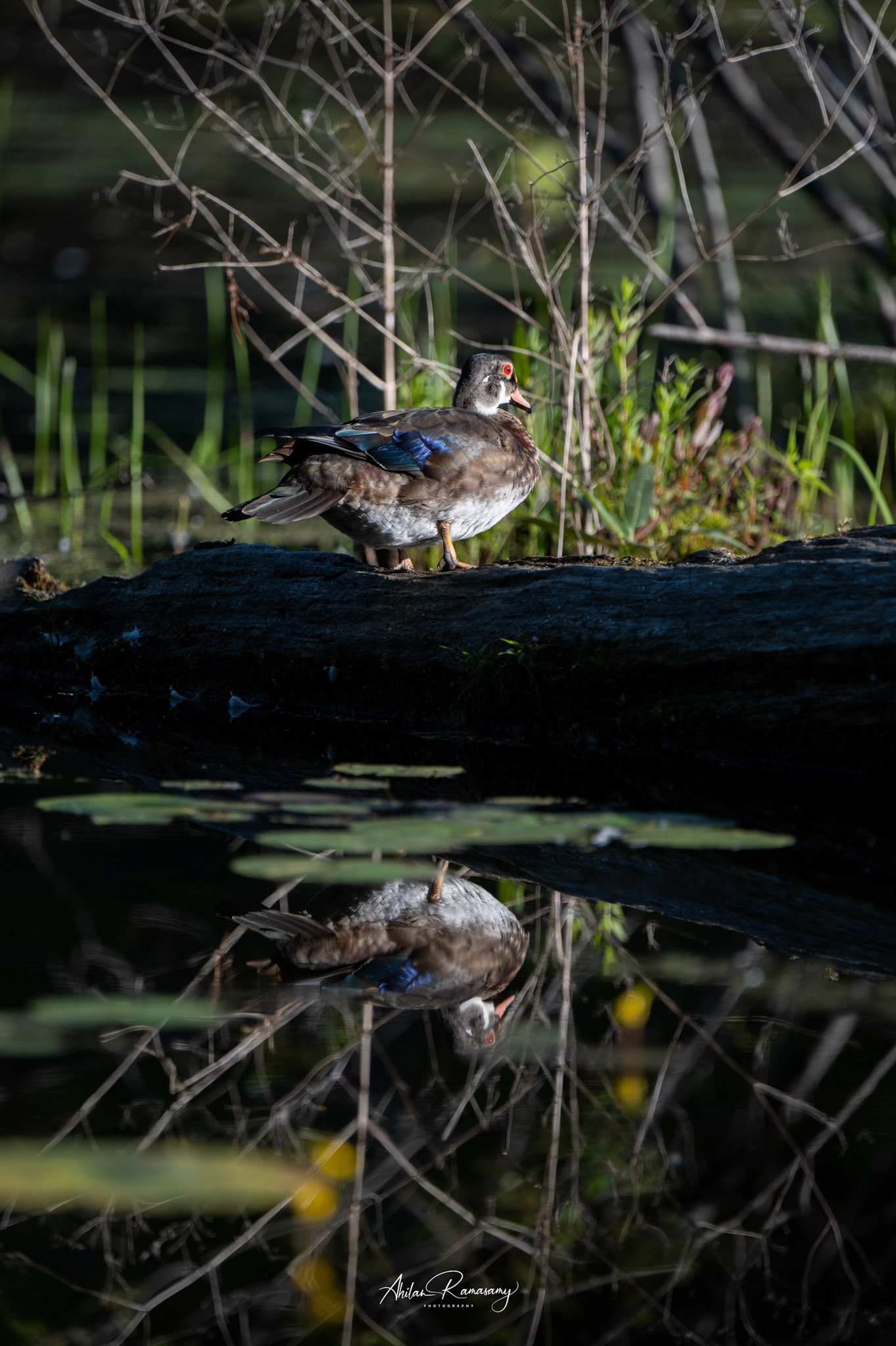 Male Wood duck
