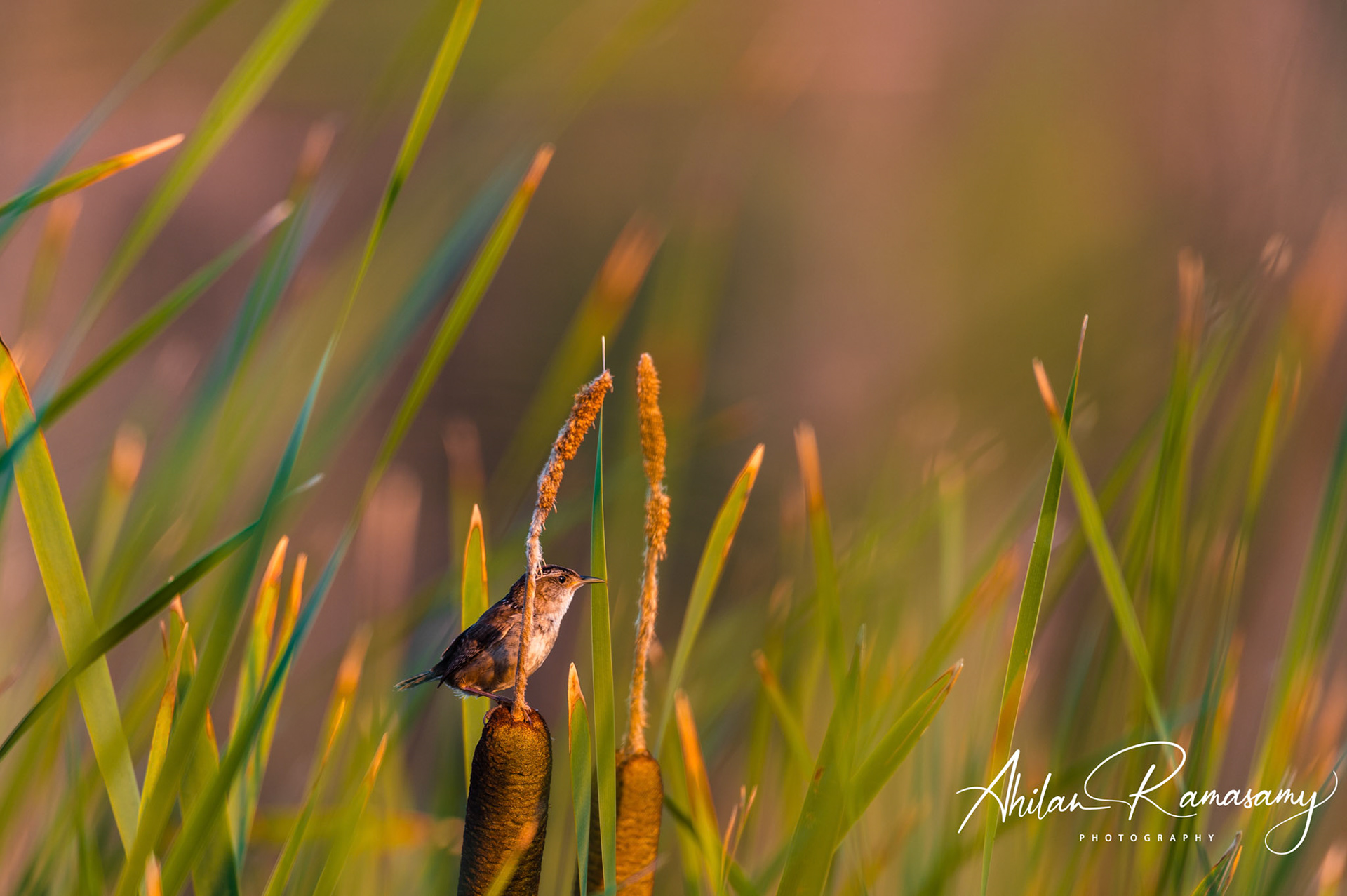 Marsh Wren