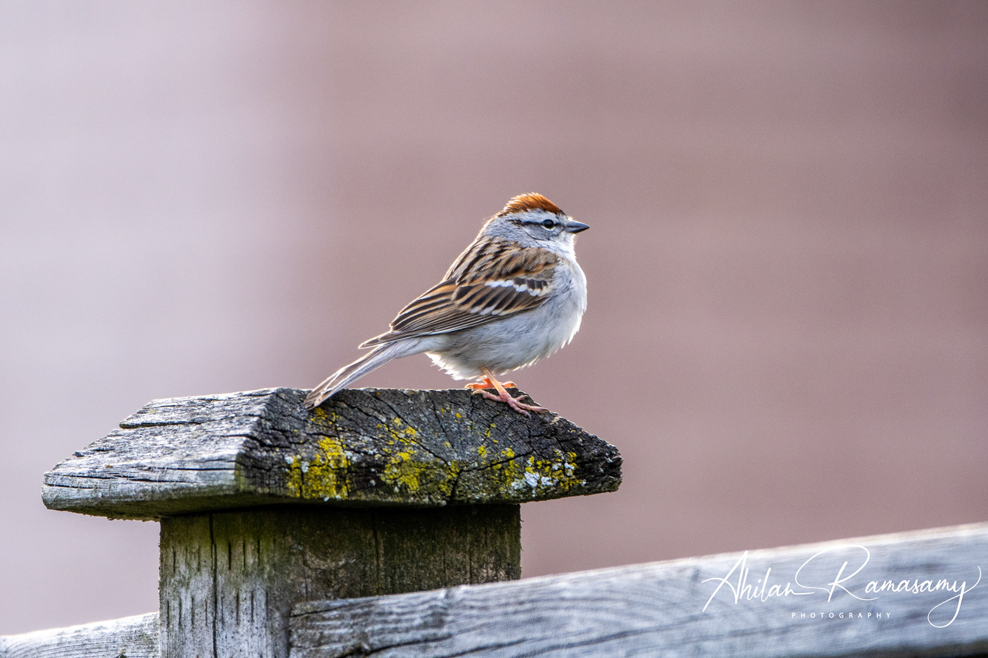 Chipping Sparrow