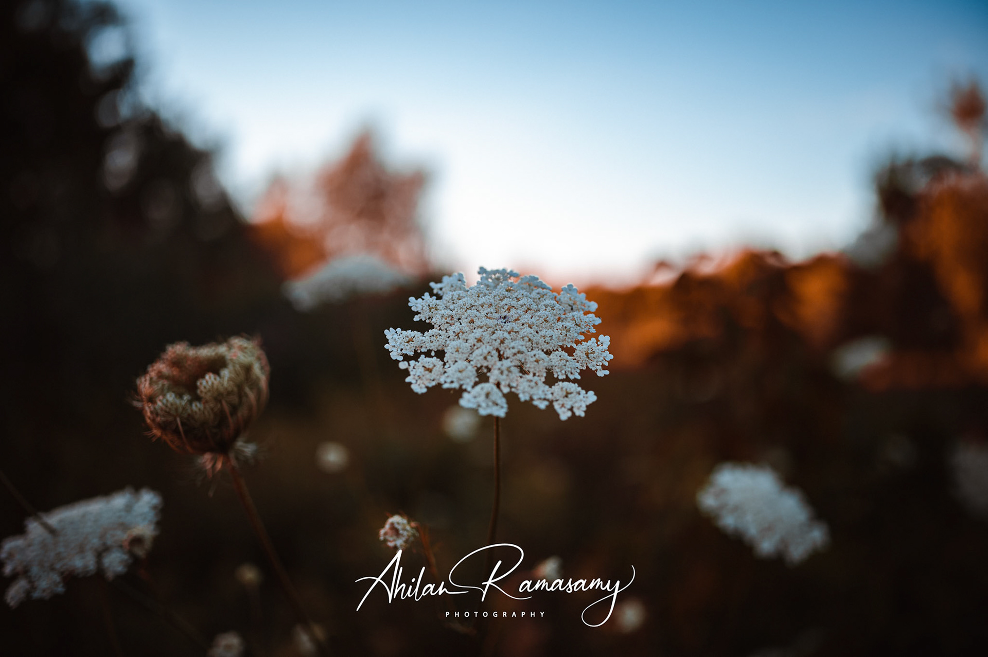 Queen Anne's Lace