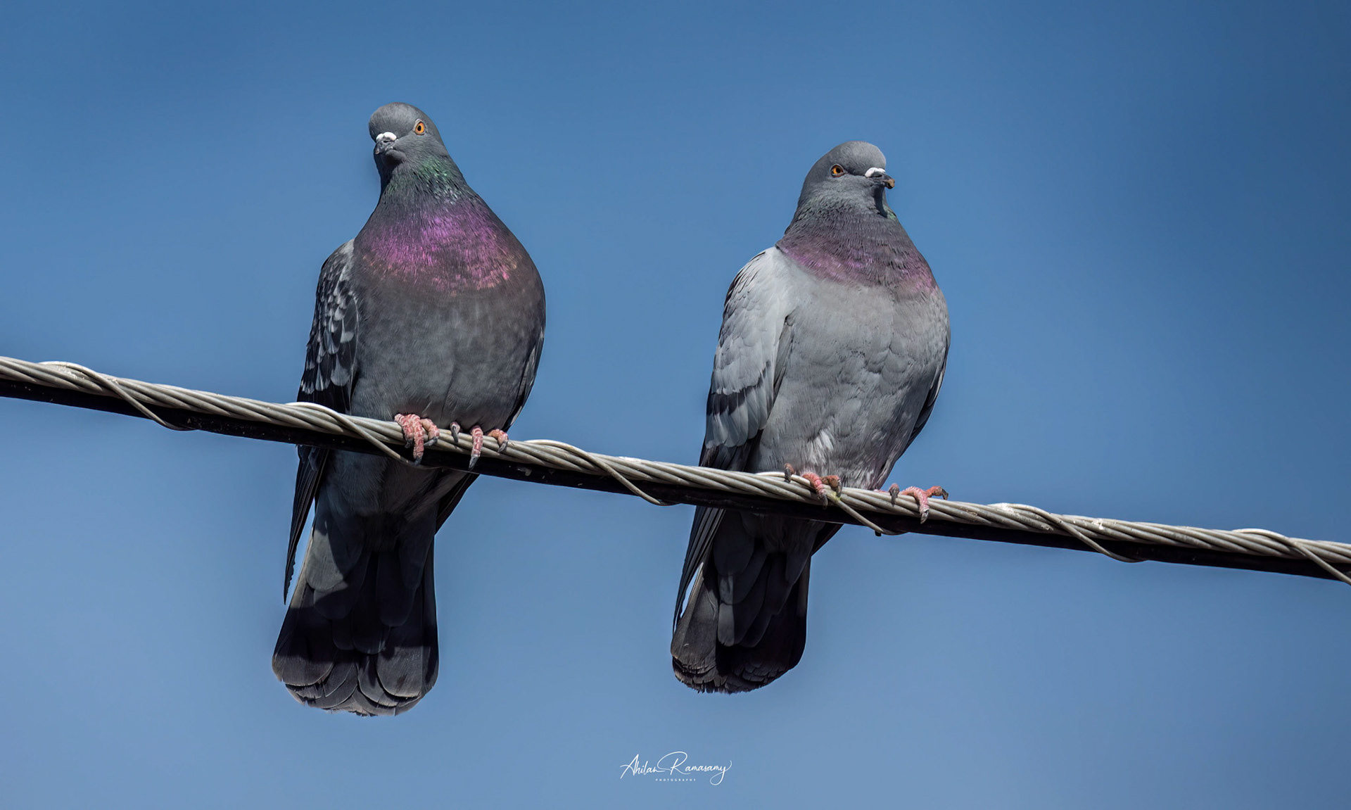 Rock Pigeon