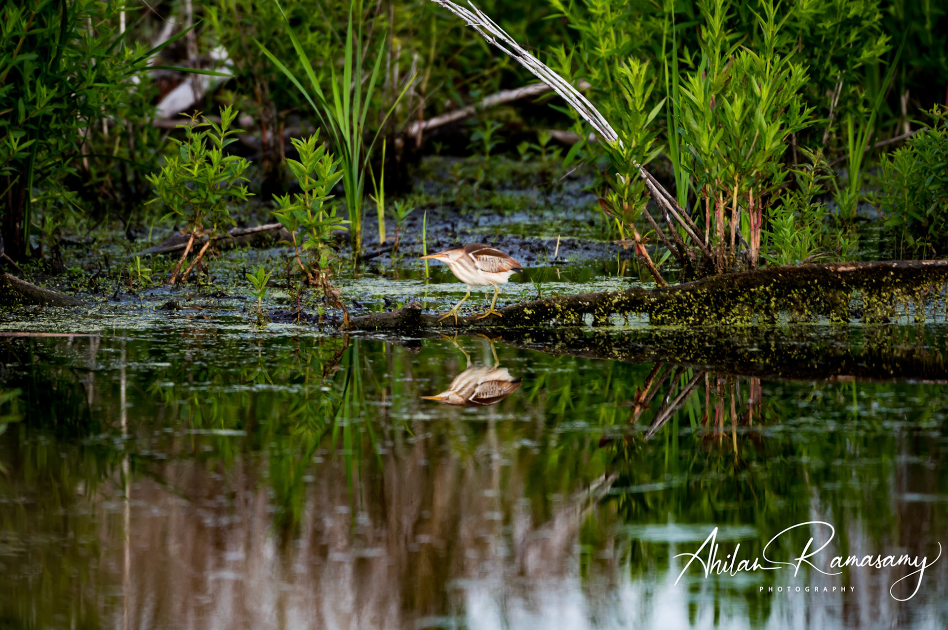 Female Least Bittern