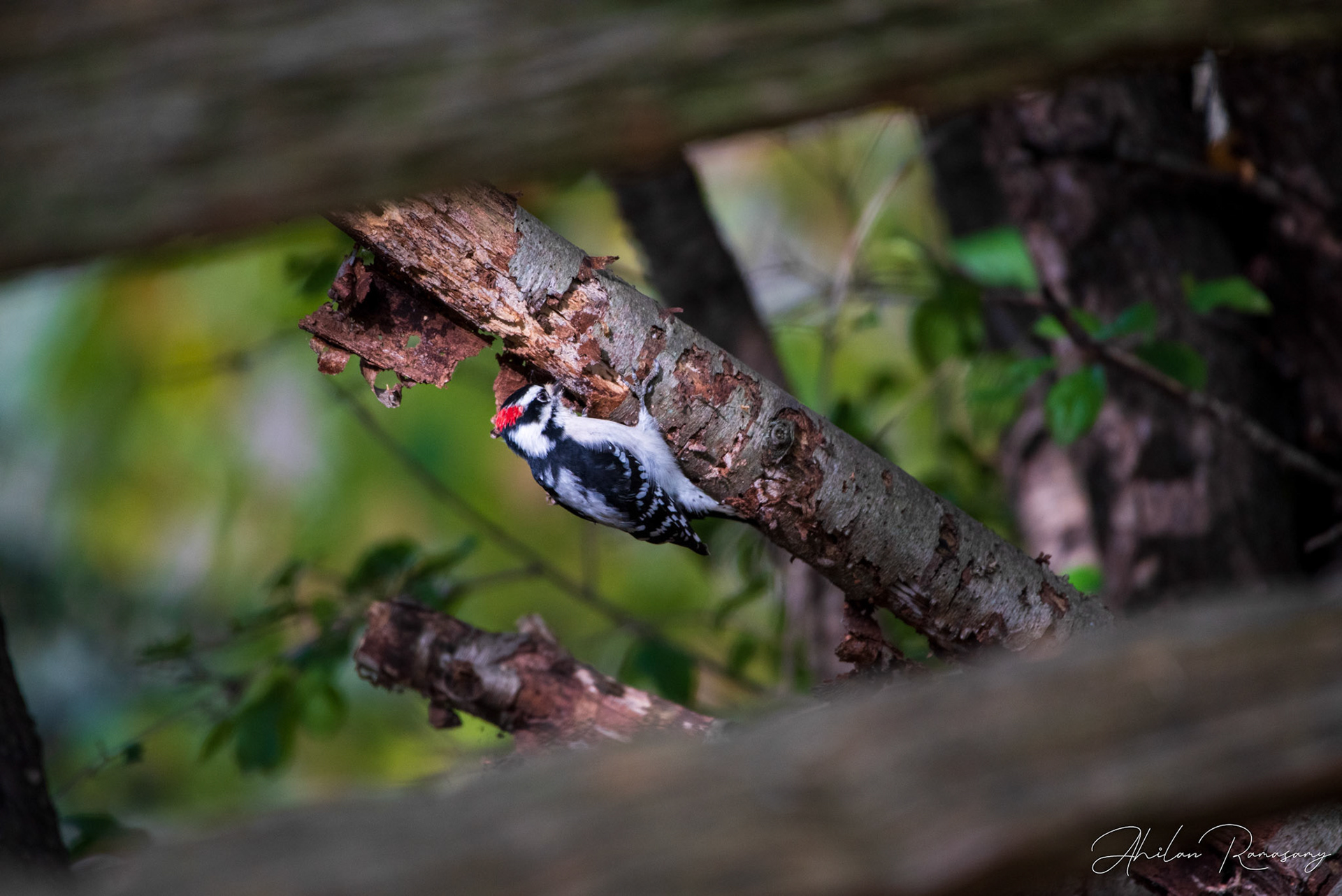 Downy woodpecker