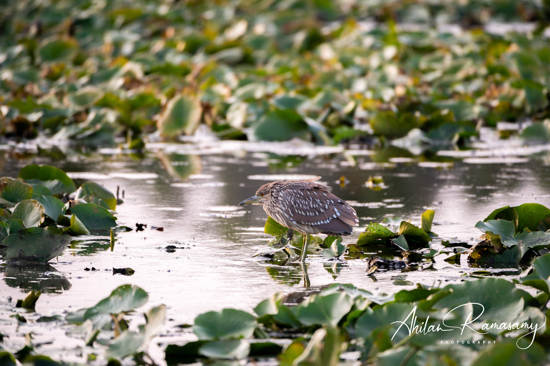 Juvenile black-crowned Heron