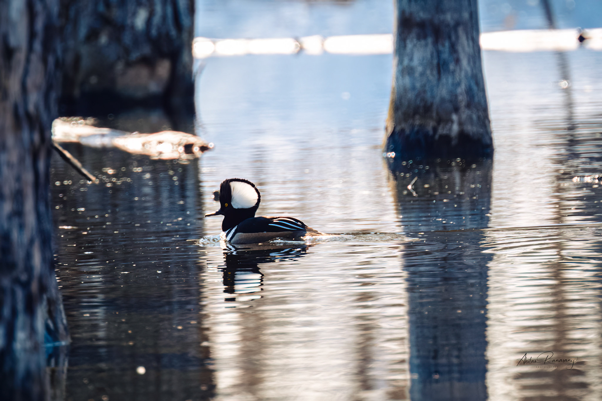 Hooded Merganser