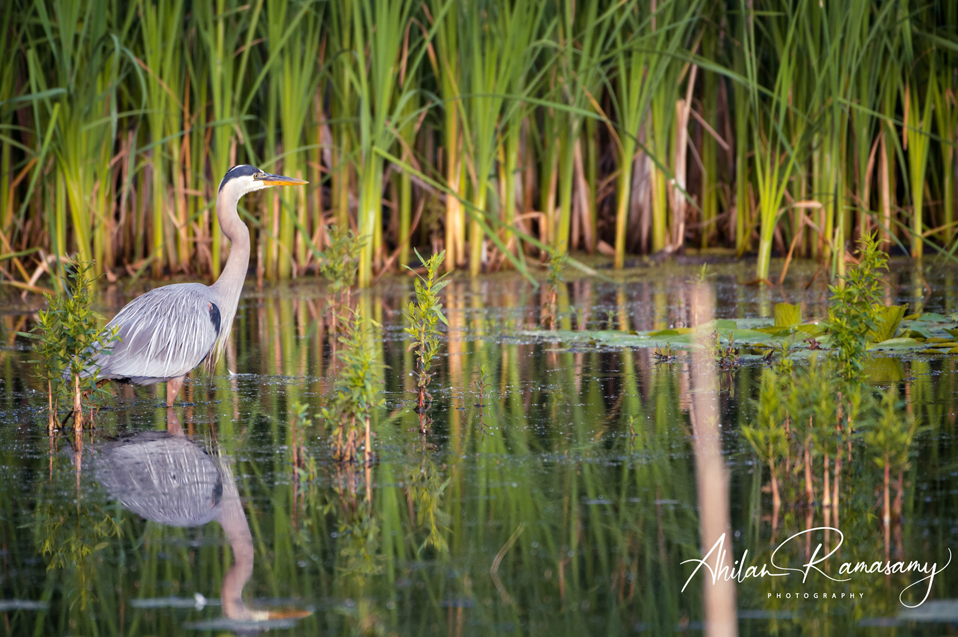 Great Blue Heron