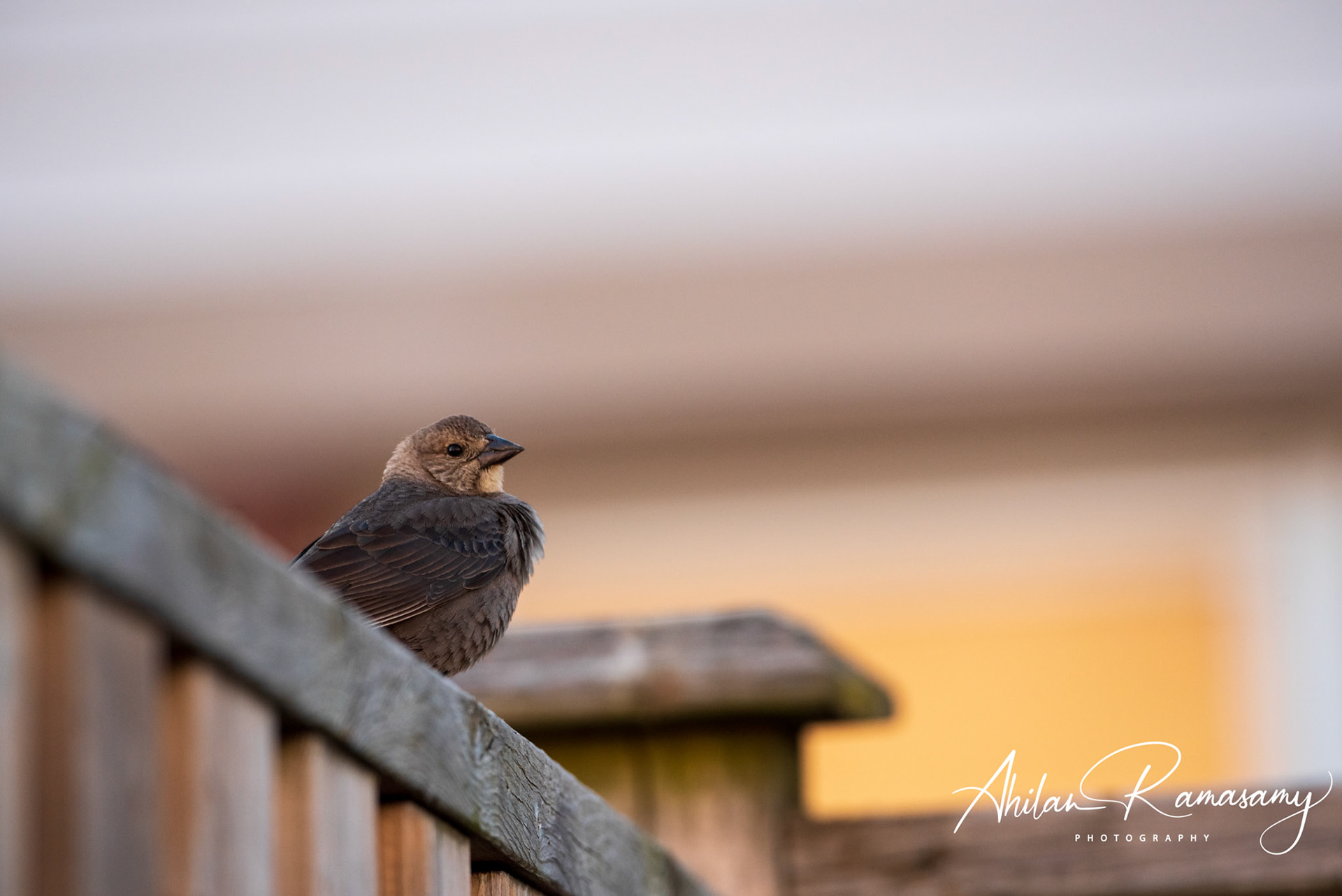 Brown-headed cowbird