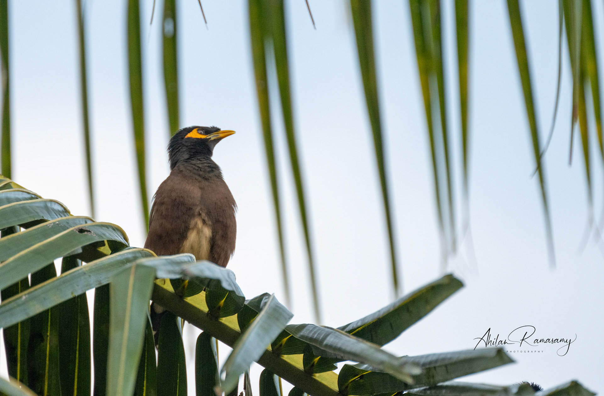Common Myna
