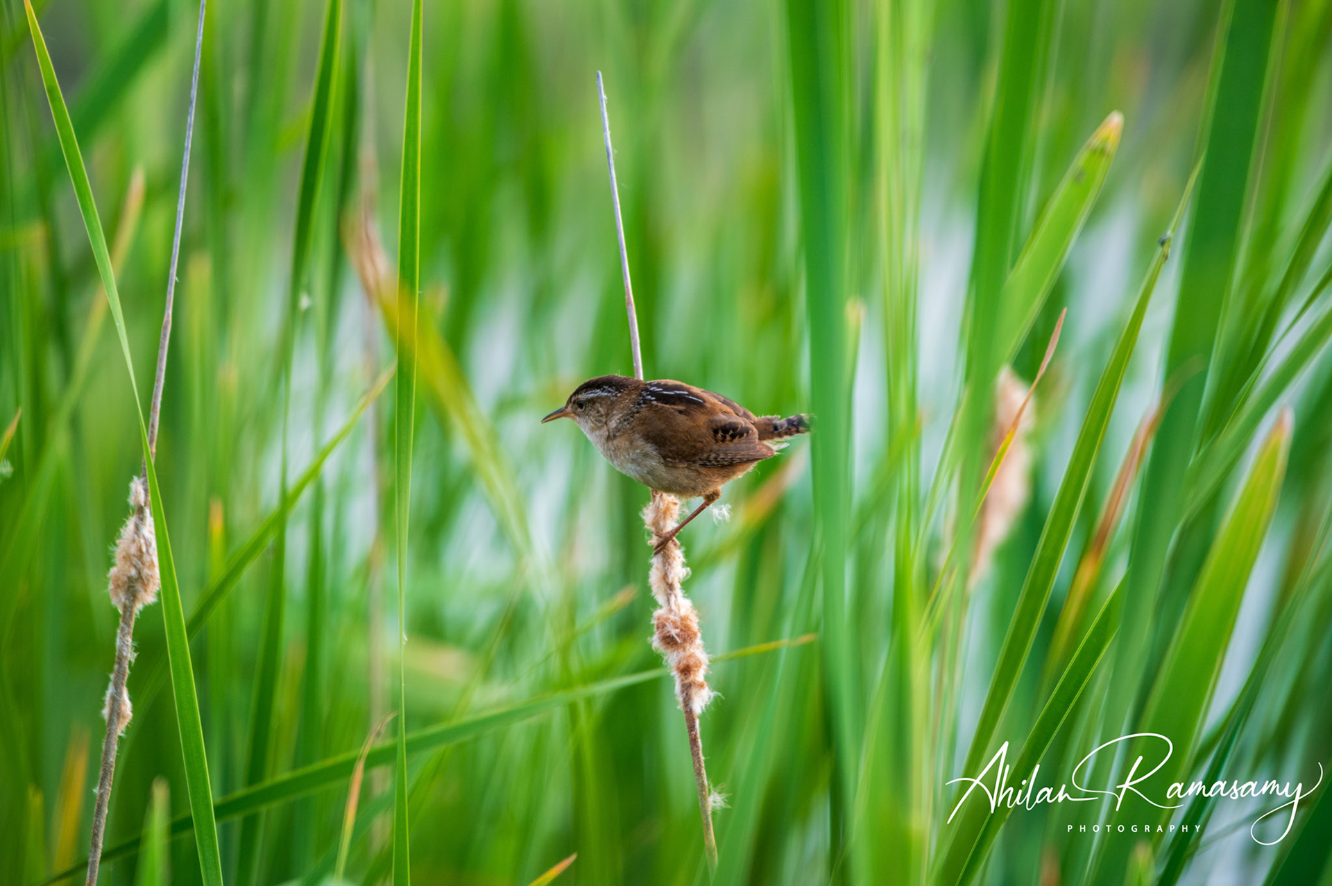 Marsh Wren