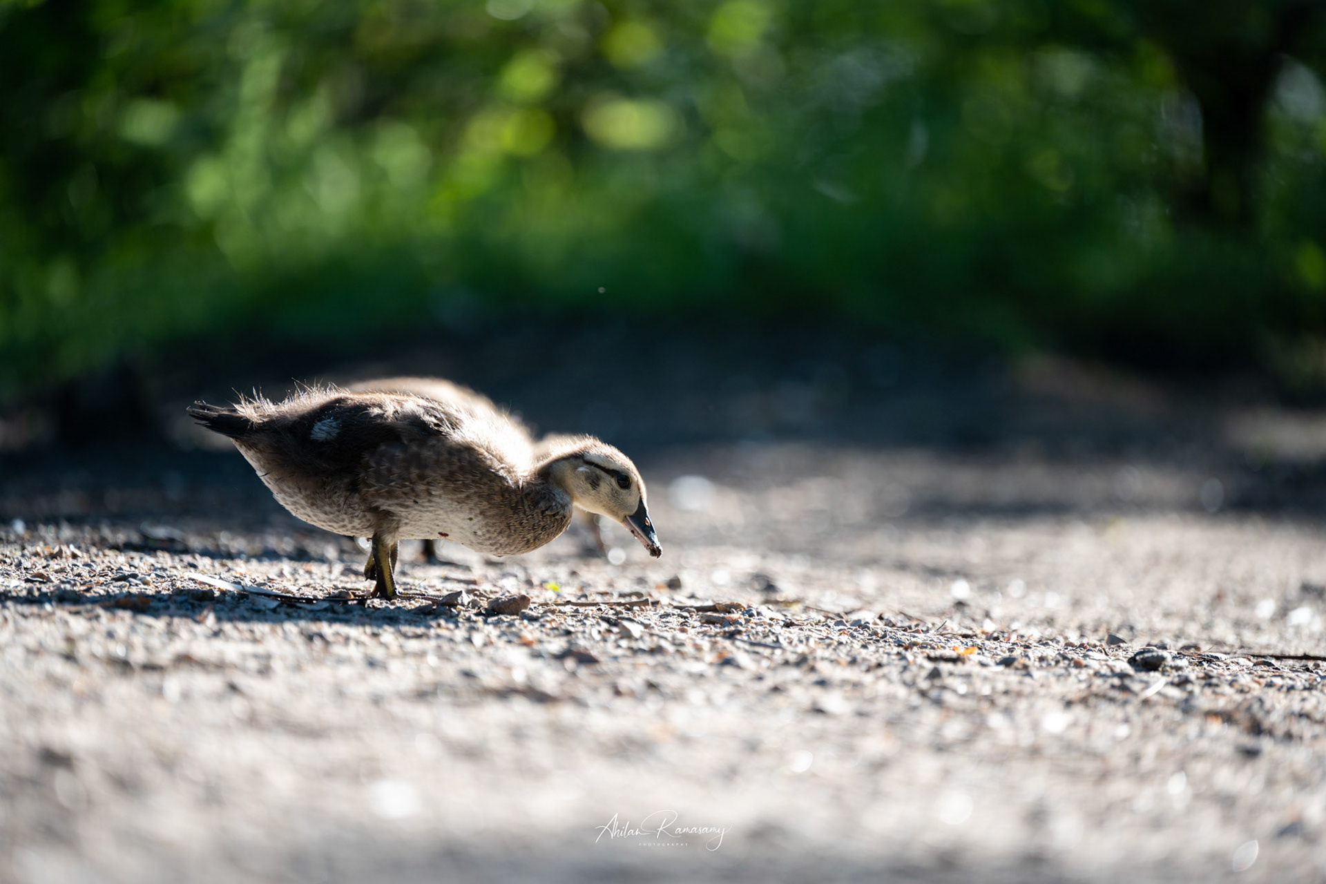 Wood duck chick
