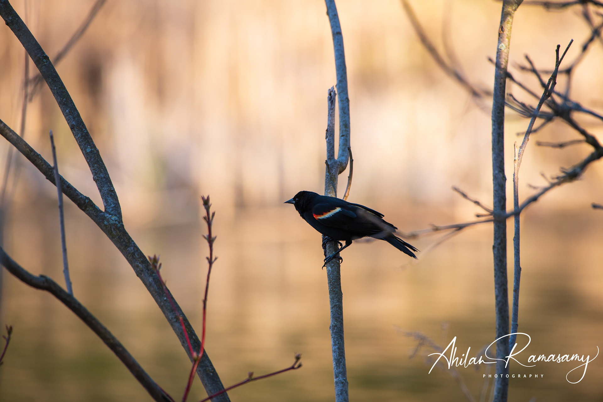 Red winged black bird