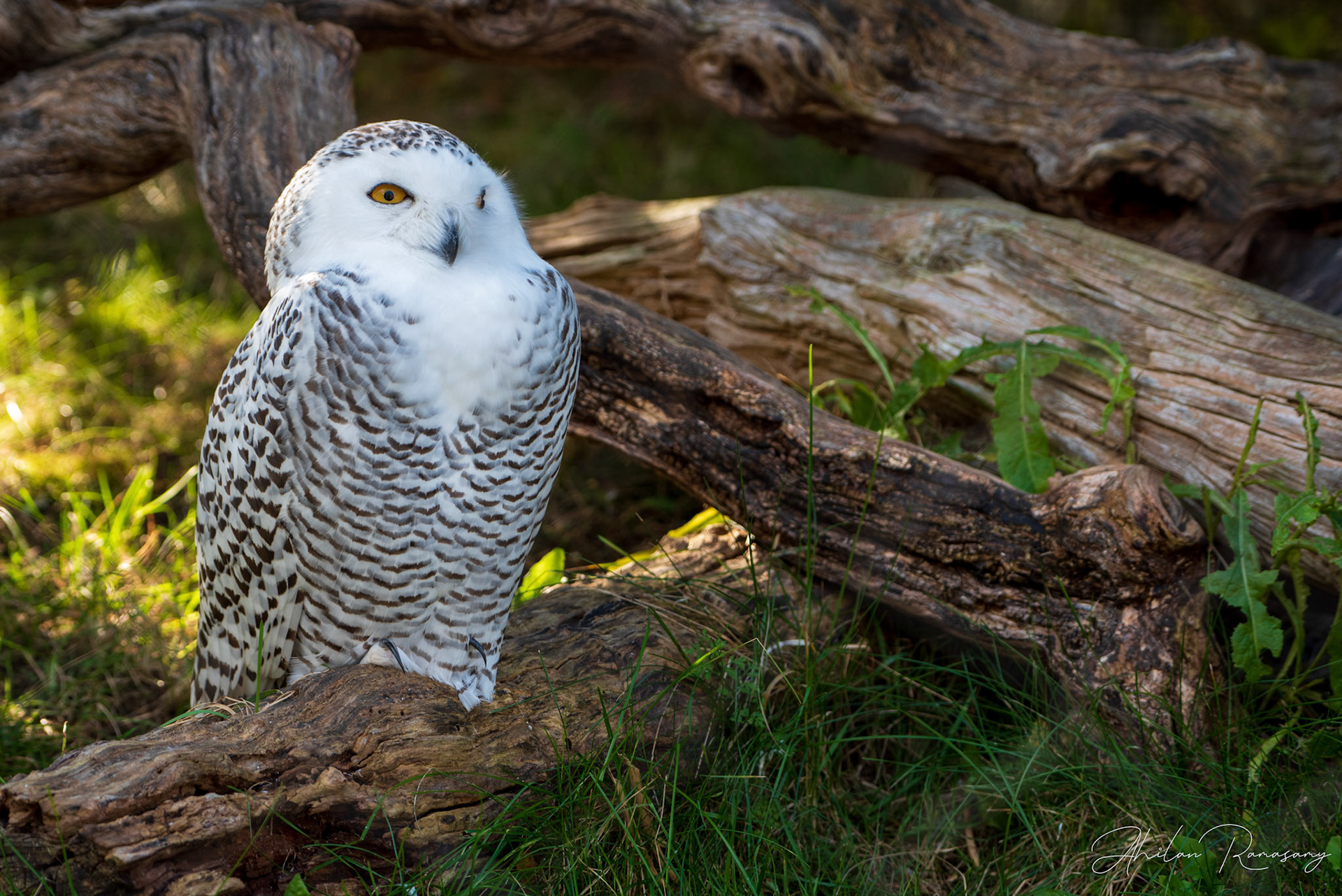 Snowy Owl