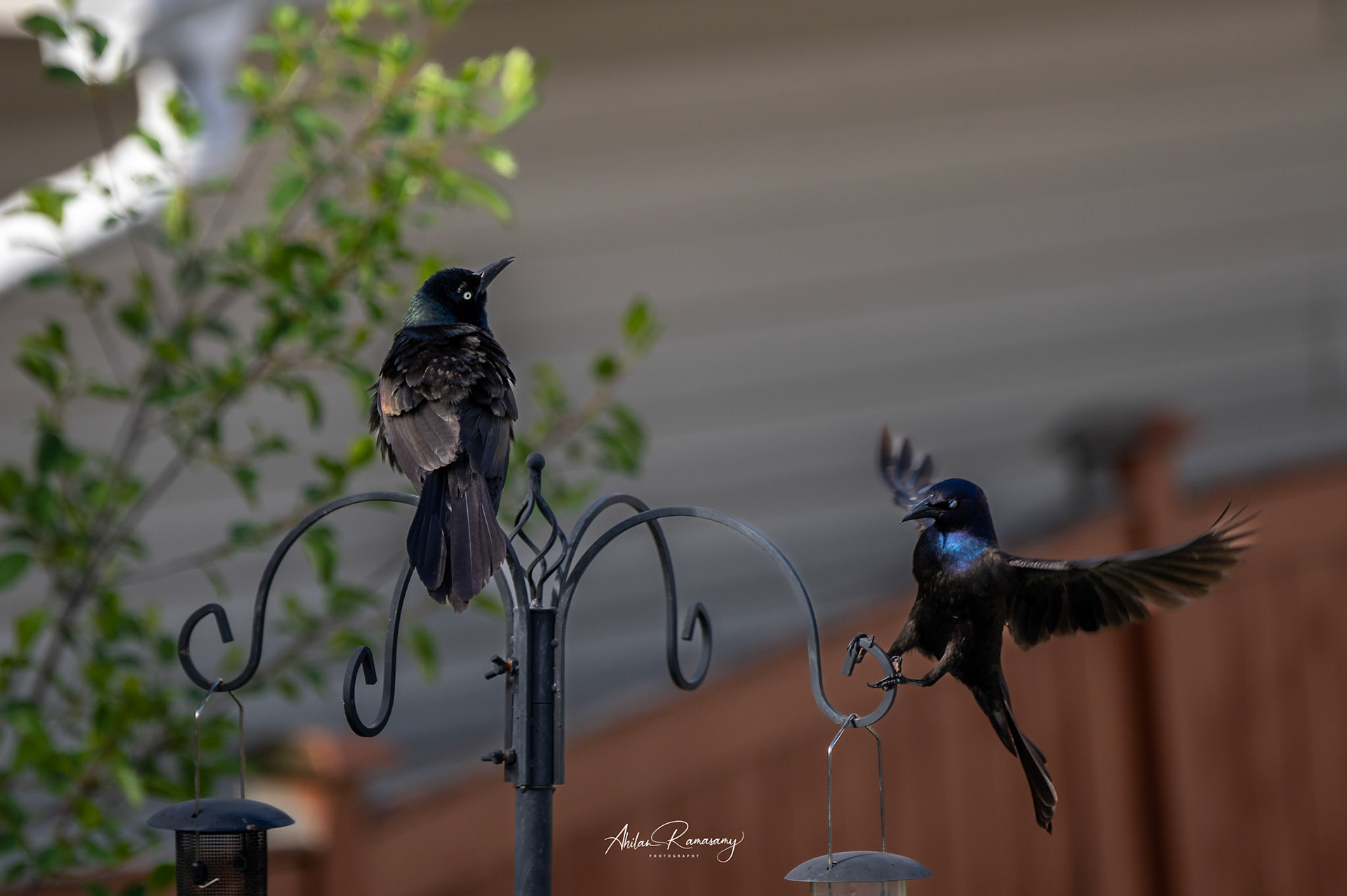 Grackle