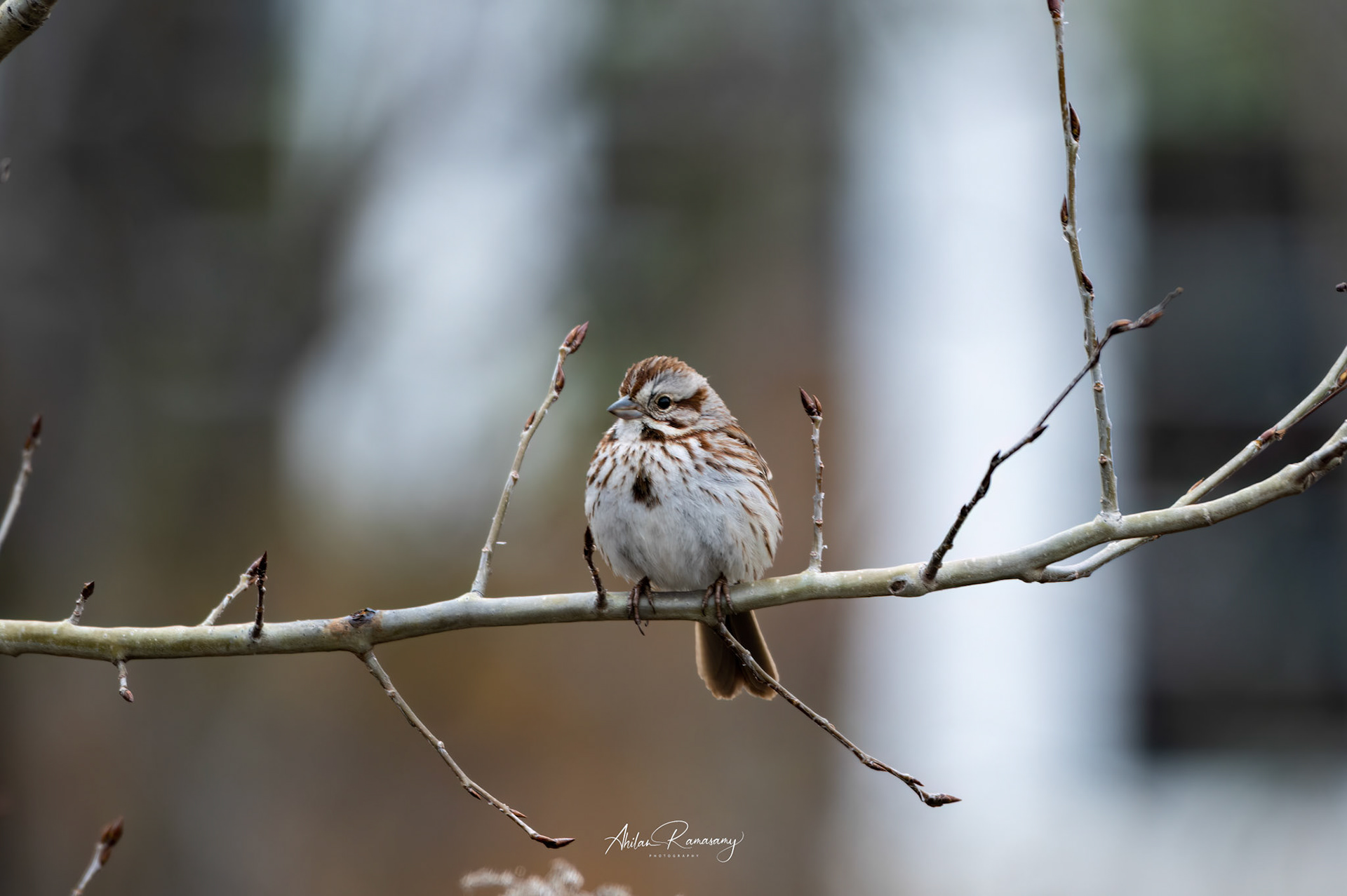 Song Sparrow