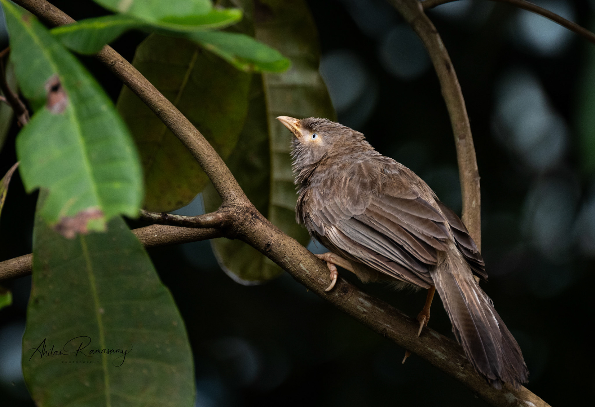 Yellow-Billed Babbler