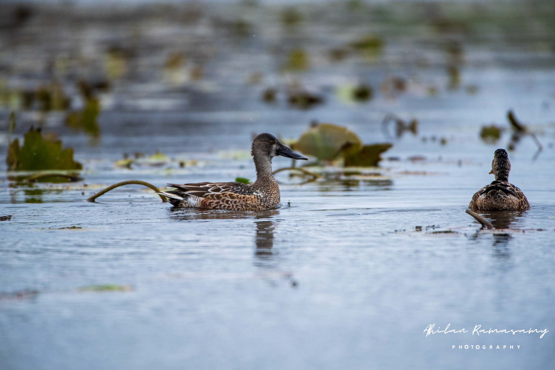 Northern Shovler (Nonbreeding Male)