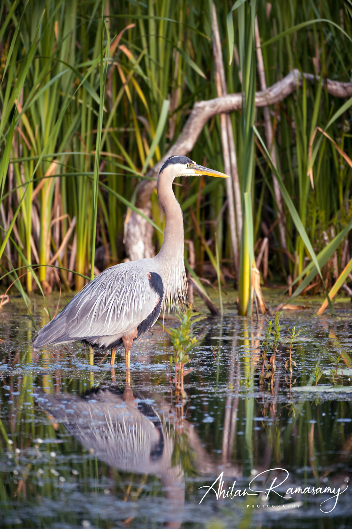 Great Blue Heron