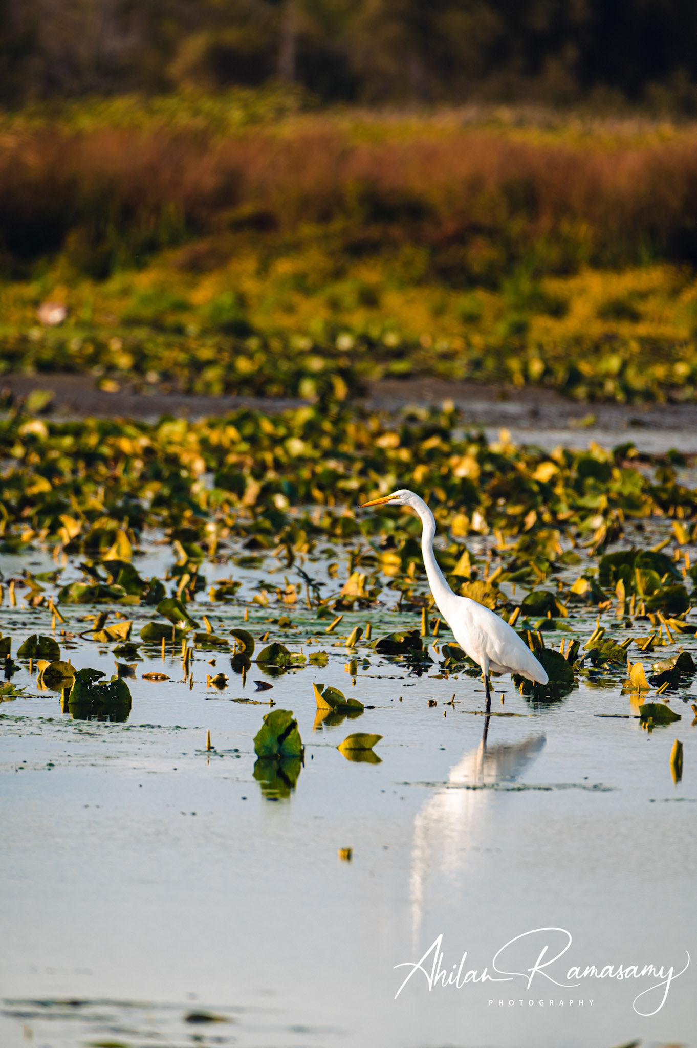 Great White Heron