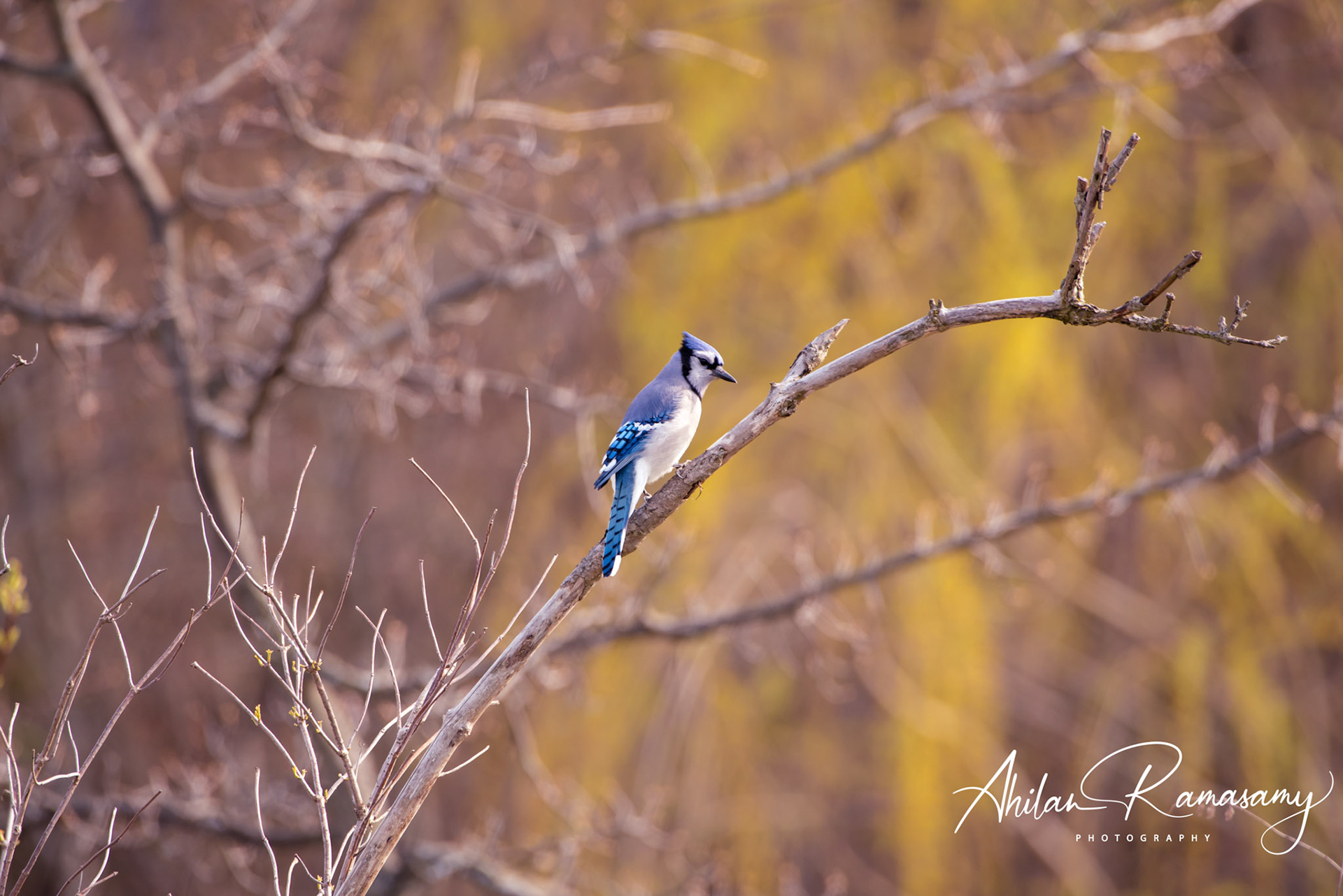 Blue Jay