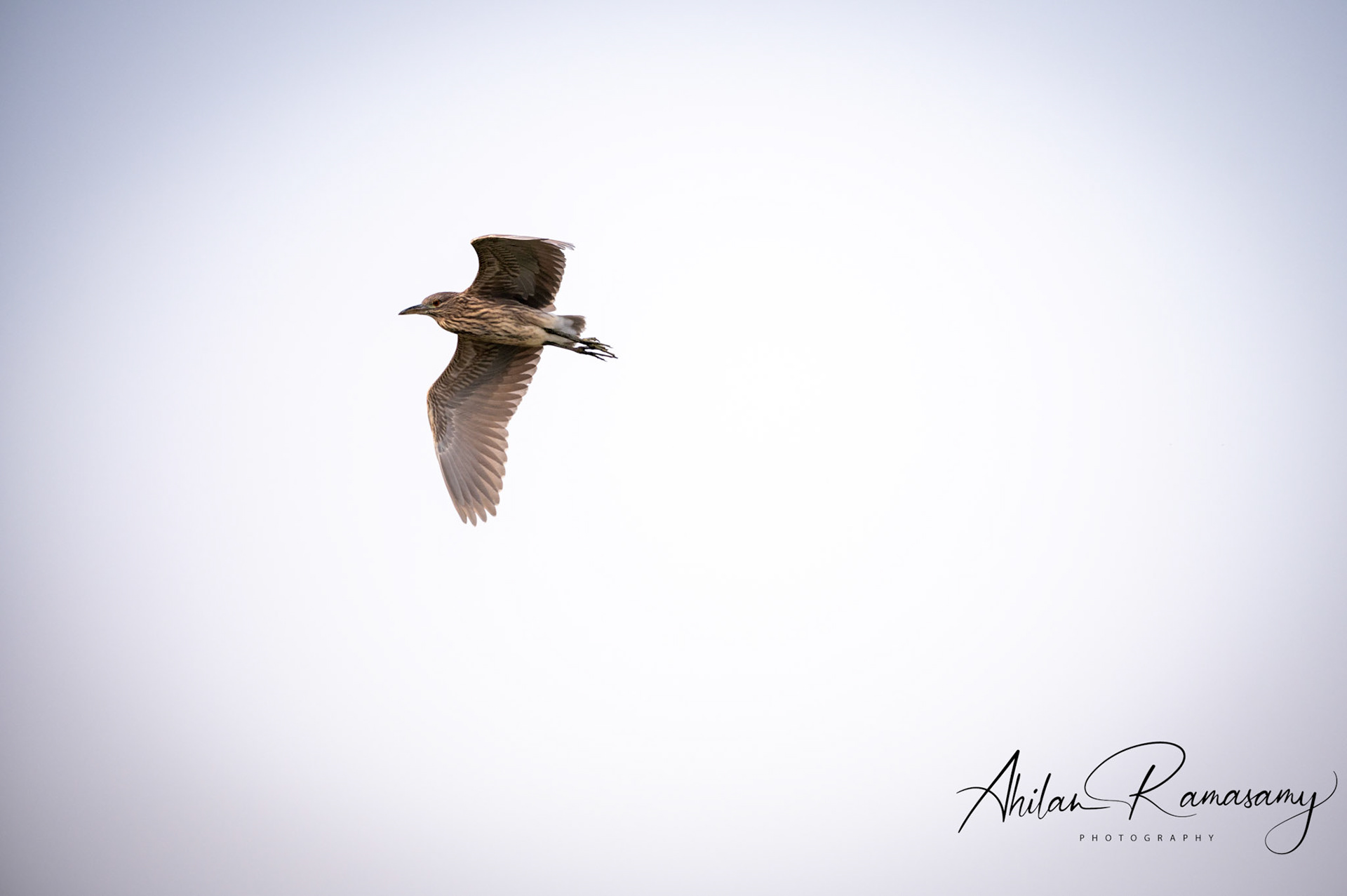 Juvenile black-crowned Heron