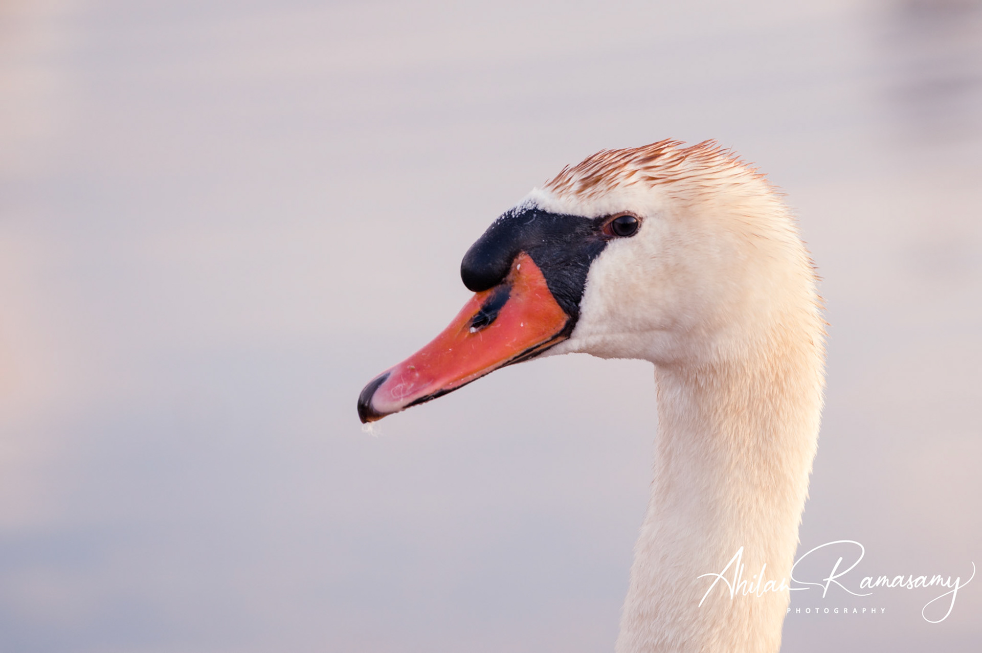 Mute Swan