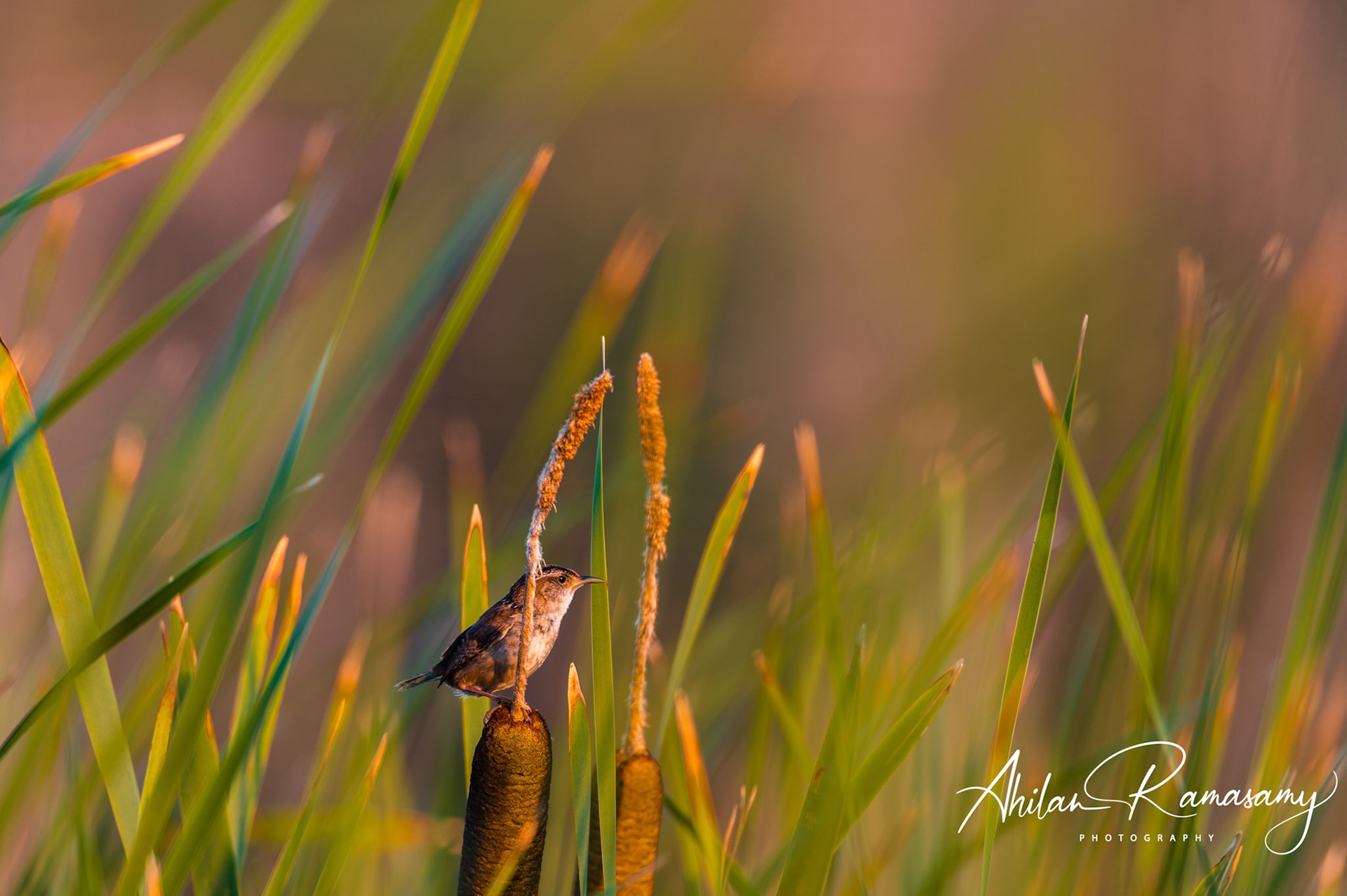 Marsh Wren