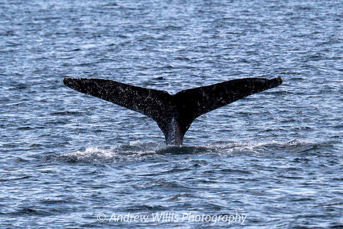 Icy Strait Point, Humpback Whale