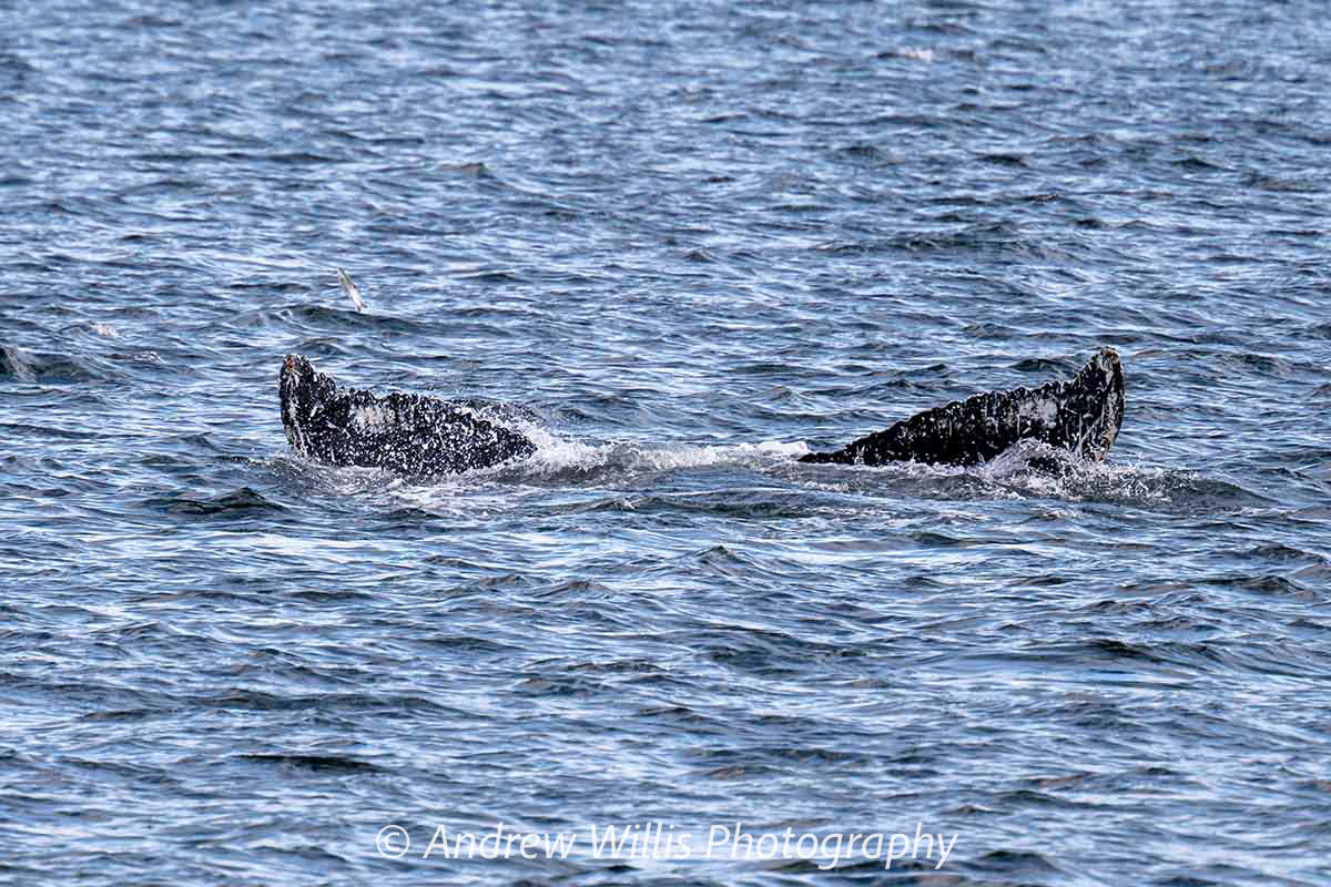 Icy Strait Point, Humpback Whale