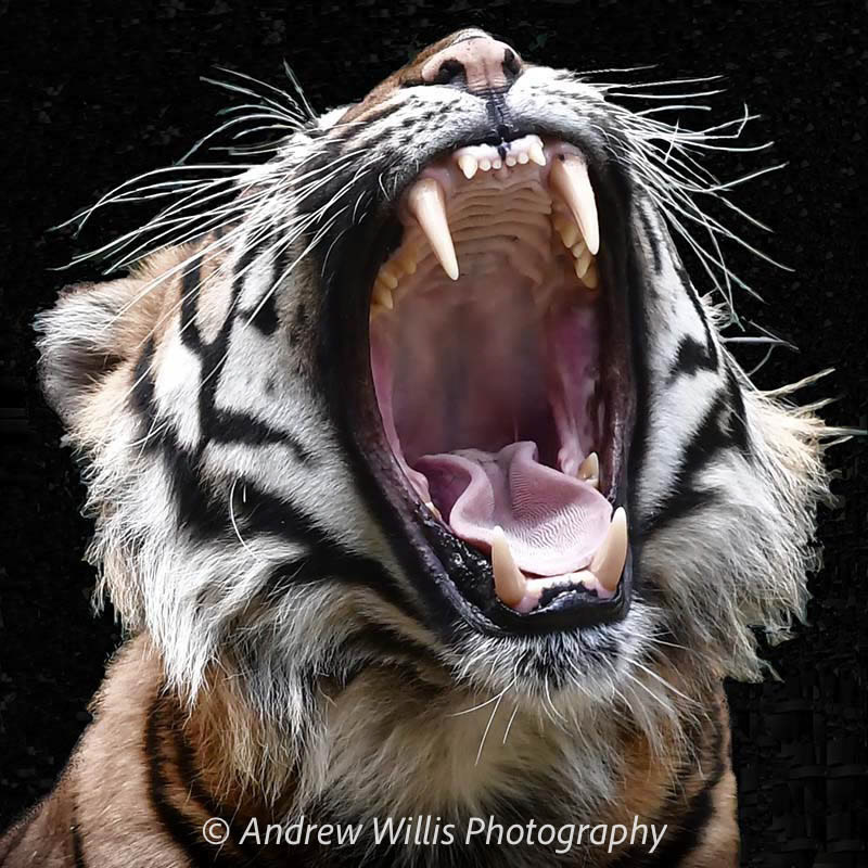 Sumatran Tiger: "40 Winks"