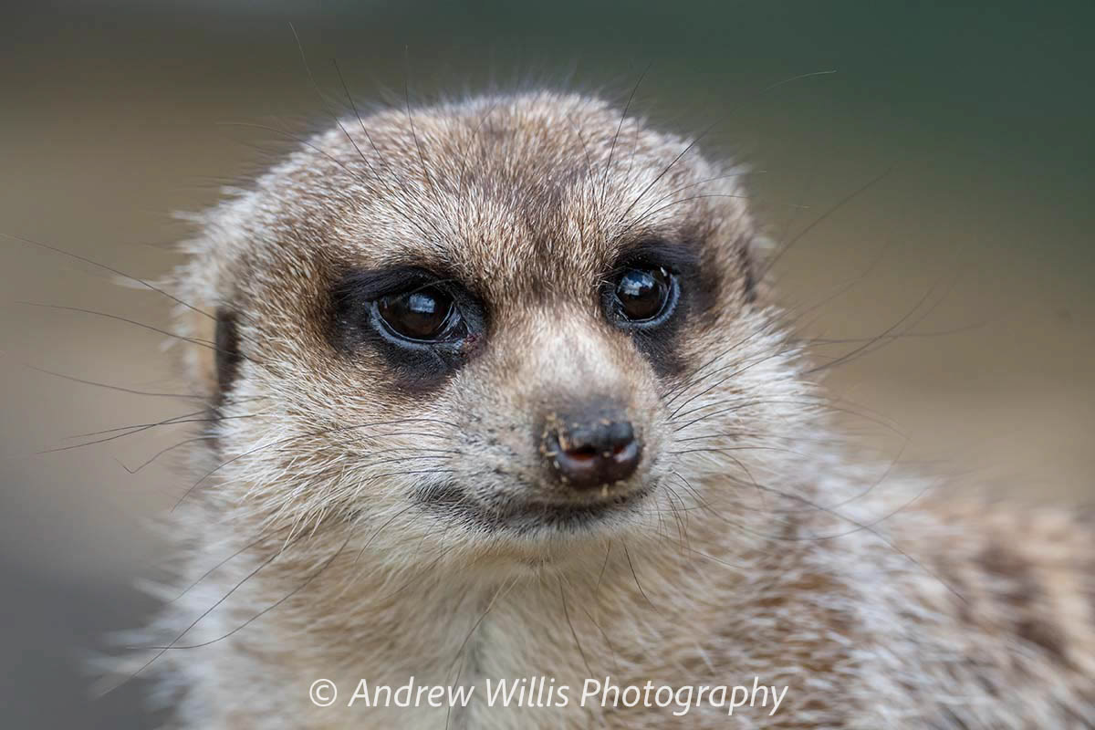 Meerkat: "Eyes Forward"