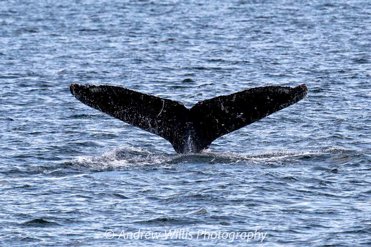 Icy Strait Point, Humpback Whale
