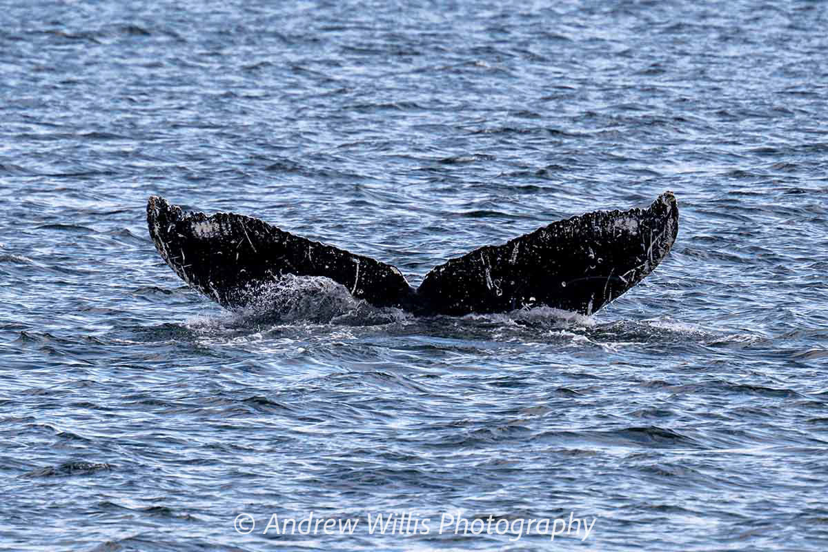 Icy Strait Point, Humpback Whale