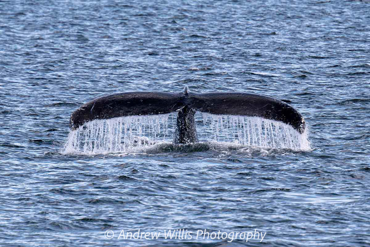 Icy Strait Point, Humpback Whale