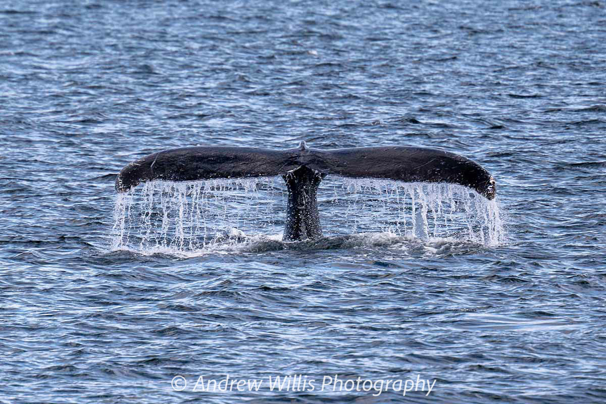 Icy Strait Point, Humpback Whale