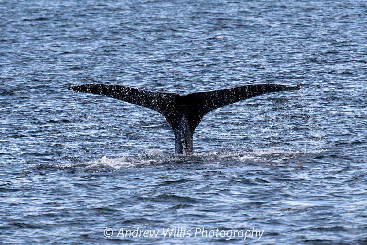 Icy Strait Point, Humpback Whale