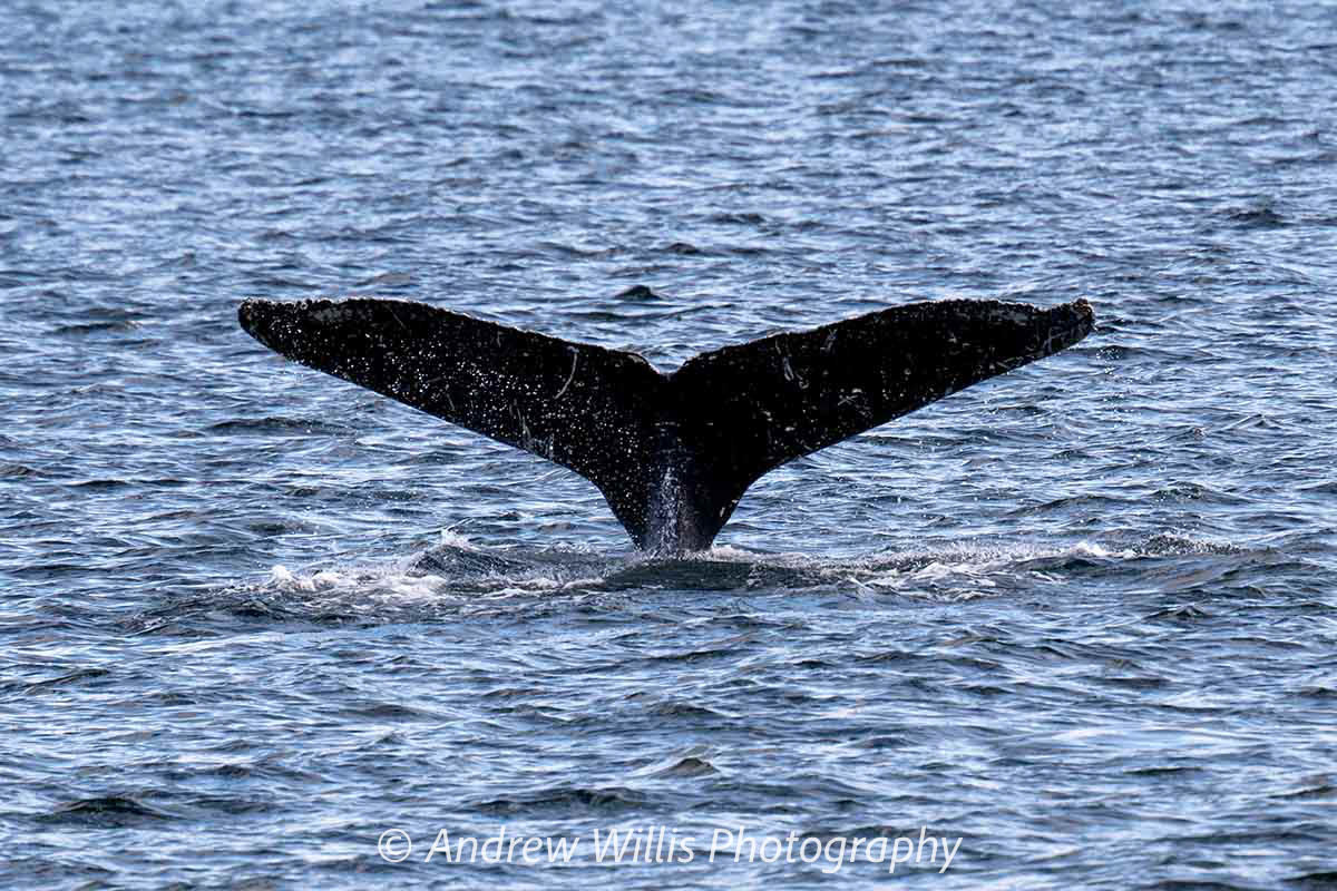Icy Strait Point, Humpback Whale