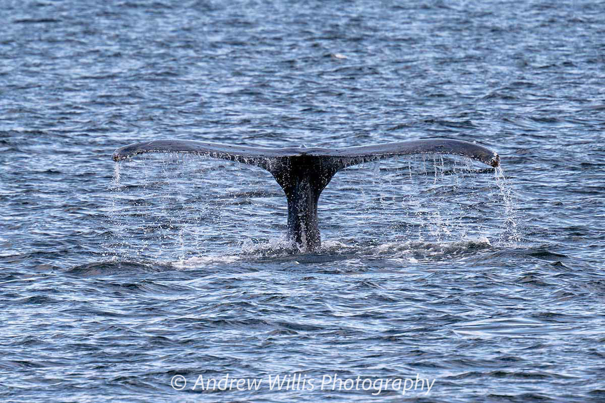 Icy Strait Point, Humpback Whale