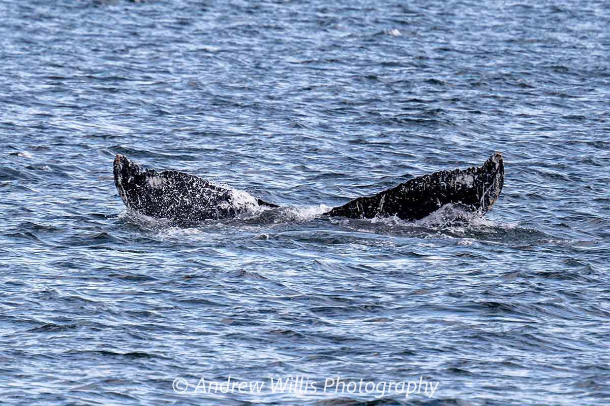 Icy Strait Point, Humpback Whale