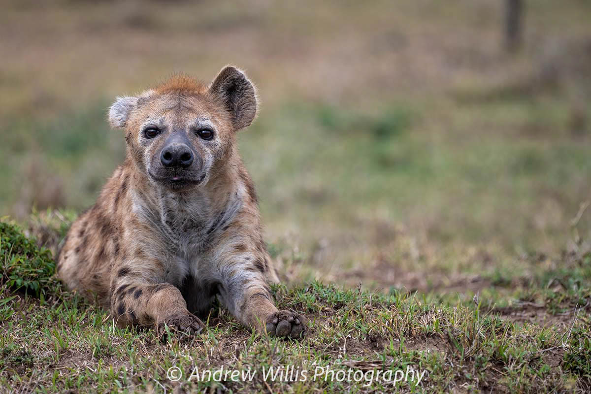 Spotted Hyena: "Battle Scars"