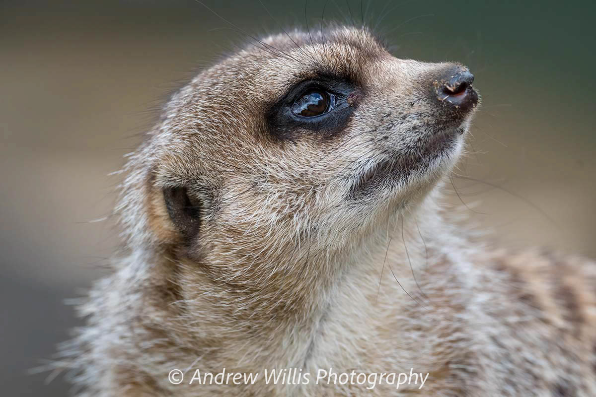 Meerkat: "Eyes to the Right