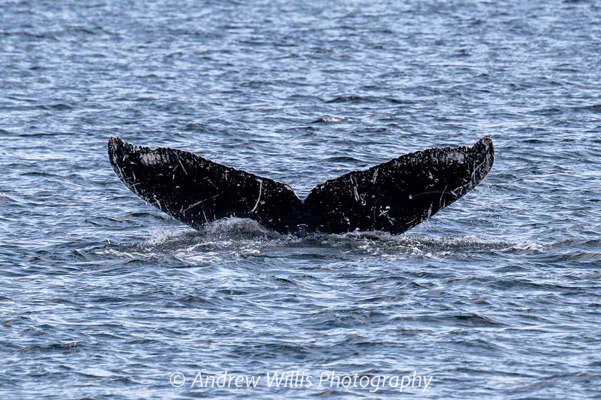 Icy Strait Point, Humpback Whale