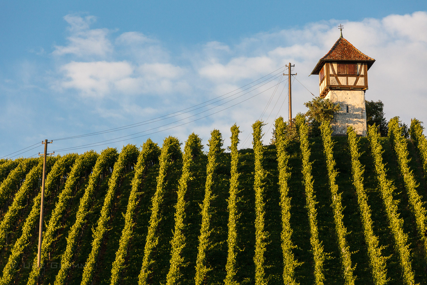 Haltnau