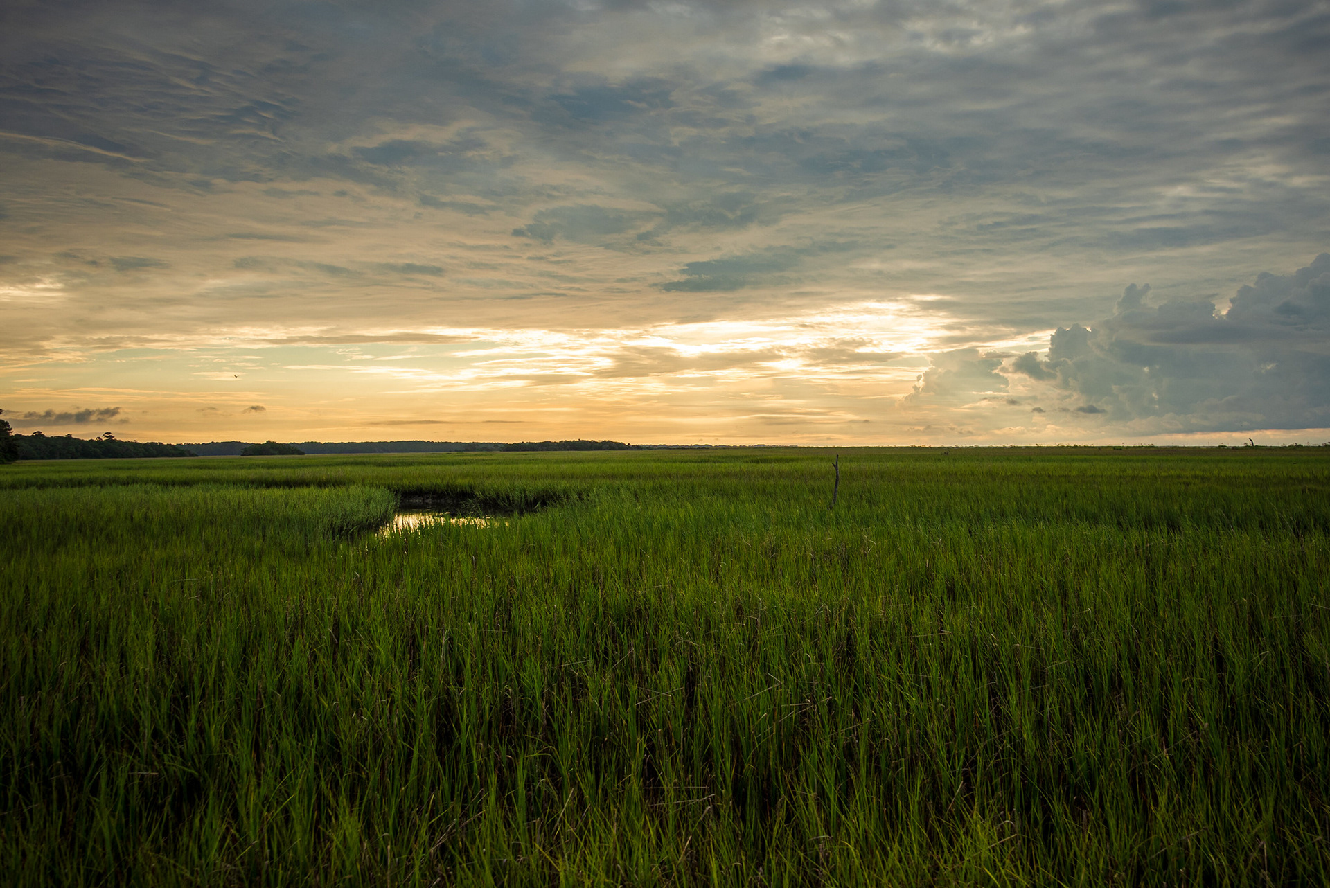 The saltmarsh at Botany Bay at sunrise 