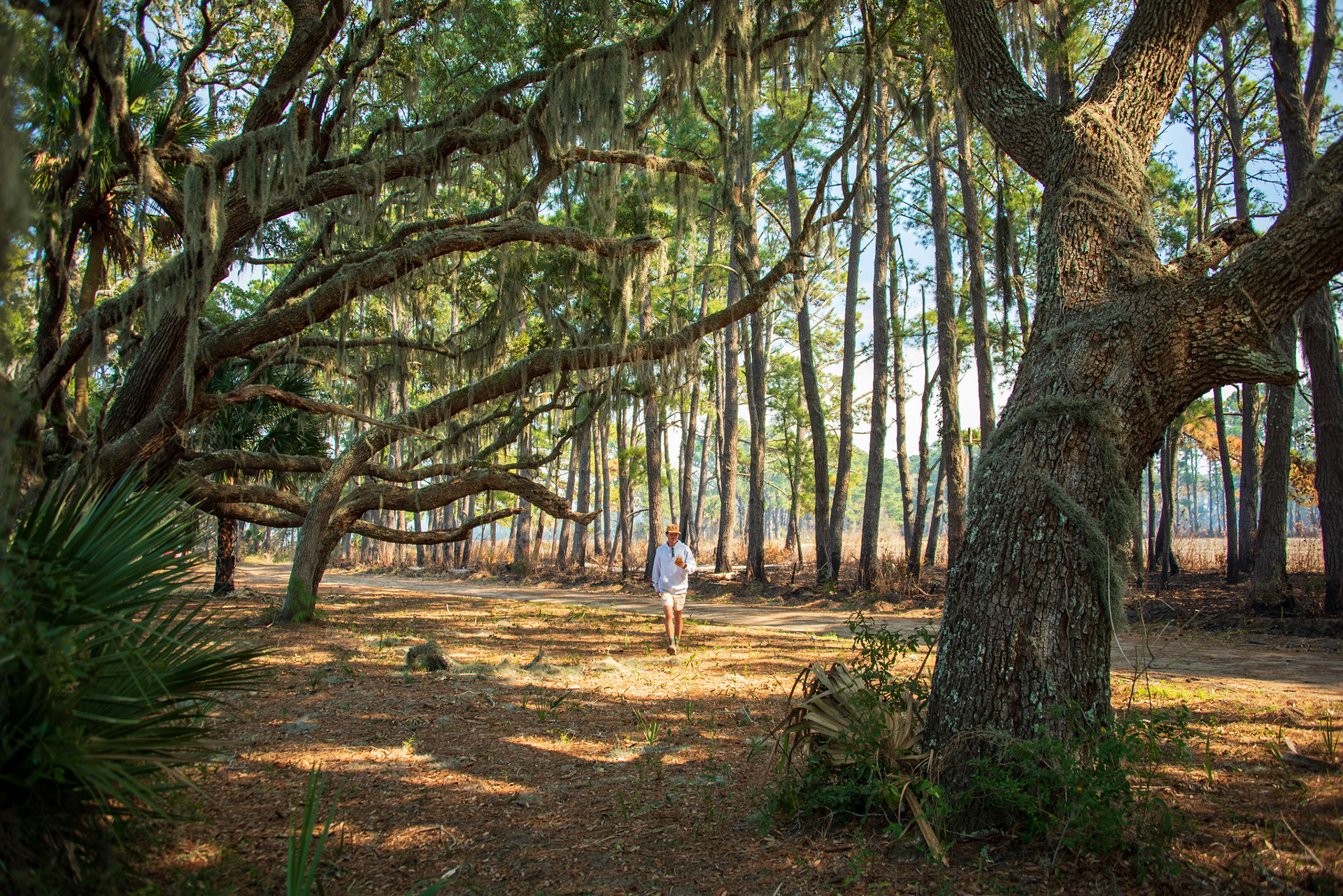A person exploring beneath sprawling live oaks at Botany Bay, SC