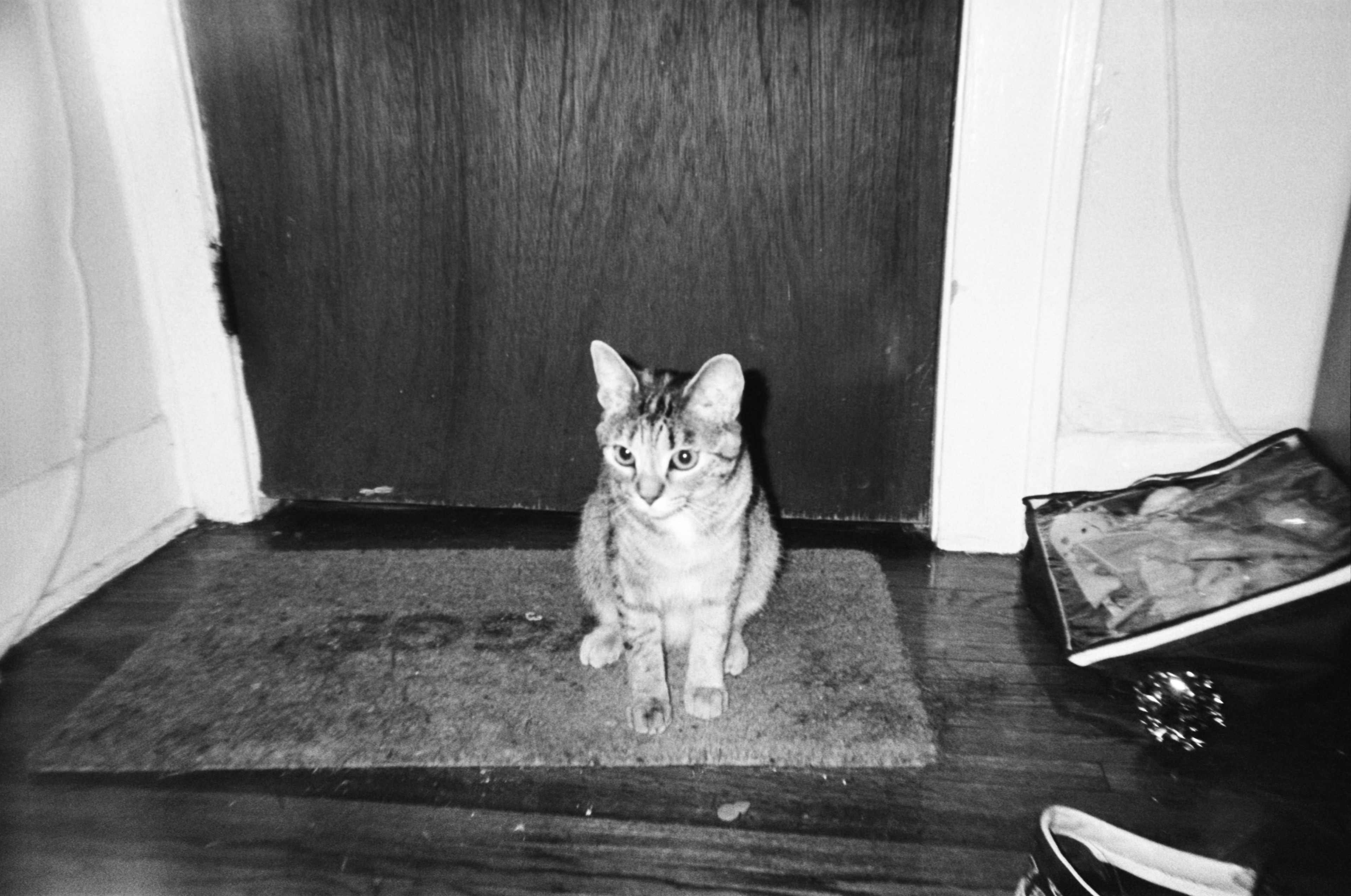 kodak 400tx disposable