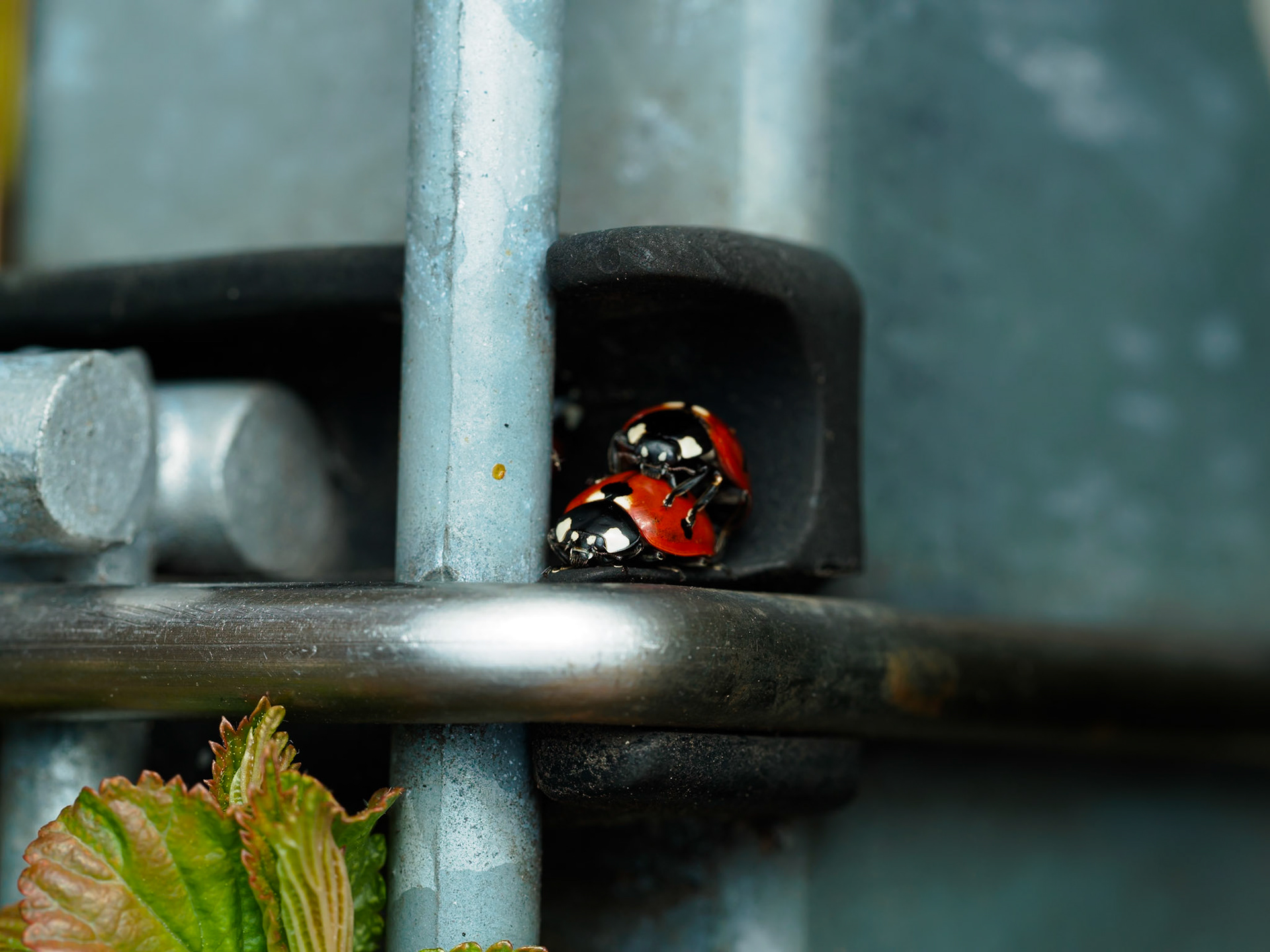 Das Bild zeigt eine Nahaufnahme von zwei Marienkäfern, die auf einem grauen Metallgeländer sitzen. Die Marienkäfer sind rot mit schwarzen Punkten und befinden sich in einer kleinen Vertiefung des Metallteils. Im Vordergrund sind grüne Blätter unscharf zu sehen. Die Lichtverhältnisse sind gedämpft, vermutlich bei bewölktem Himmel oder im Schatten, was eine ruhige und natürliche Stimmung erzeugt. Die Perspektive ist auf Augenhöhe der Marienkäfer, wodurch die Details der Insekten gut sichtbar sind.