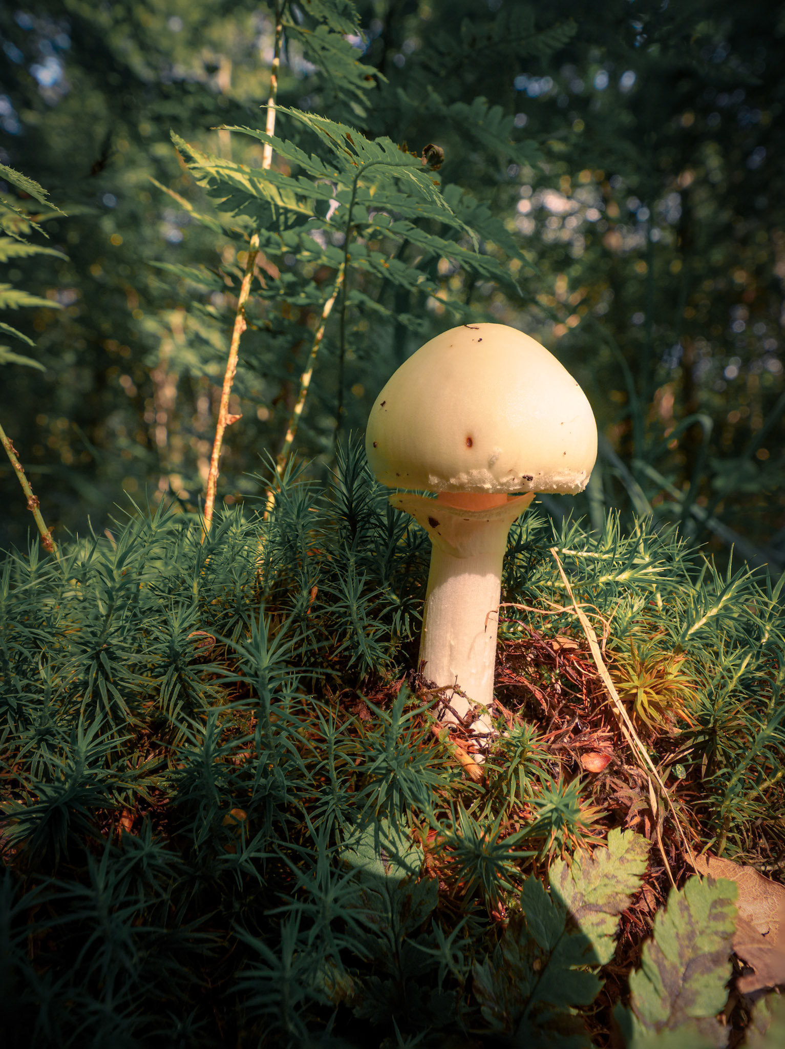 OLYMPUS DIGITAL CAMERA