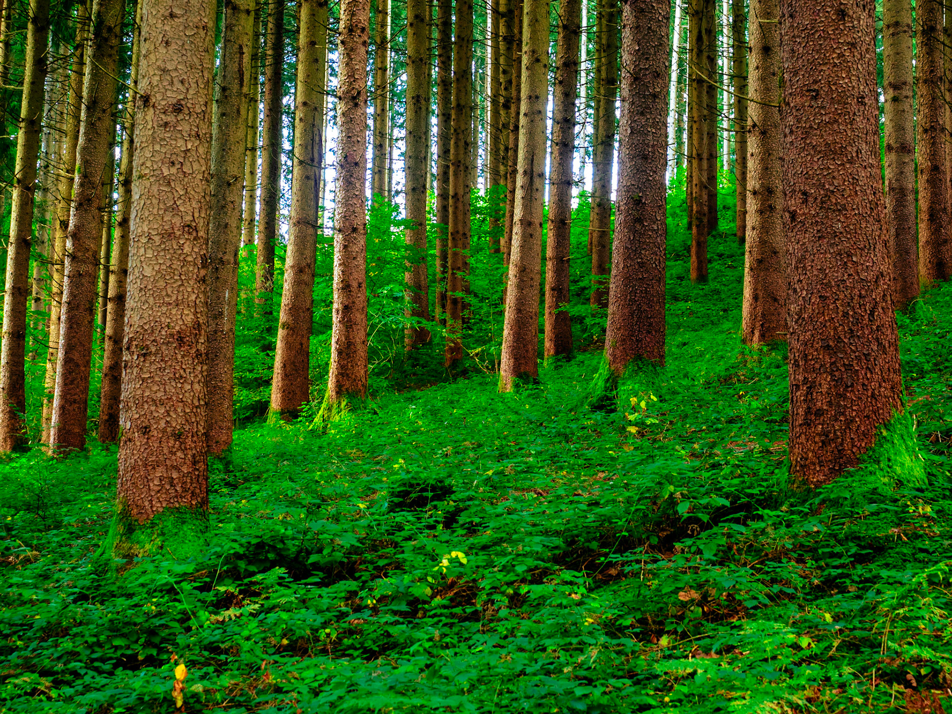 Das Bild zeigt einen dichten Wald mit vielen hohen Bäumen. Der Boden ist mit dichtem Grün bedeckt, das aus Moos und niedrig wachsenden Pflanzen besteht. Das Licht dringt durch das Blätterdach und erzeugt ein diffuses, grünes Licht. Die Bäume sind dicht aneinander stehend und bilden eine fast undurchdringliche Wand aus Stämmen und Blättern.