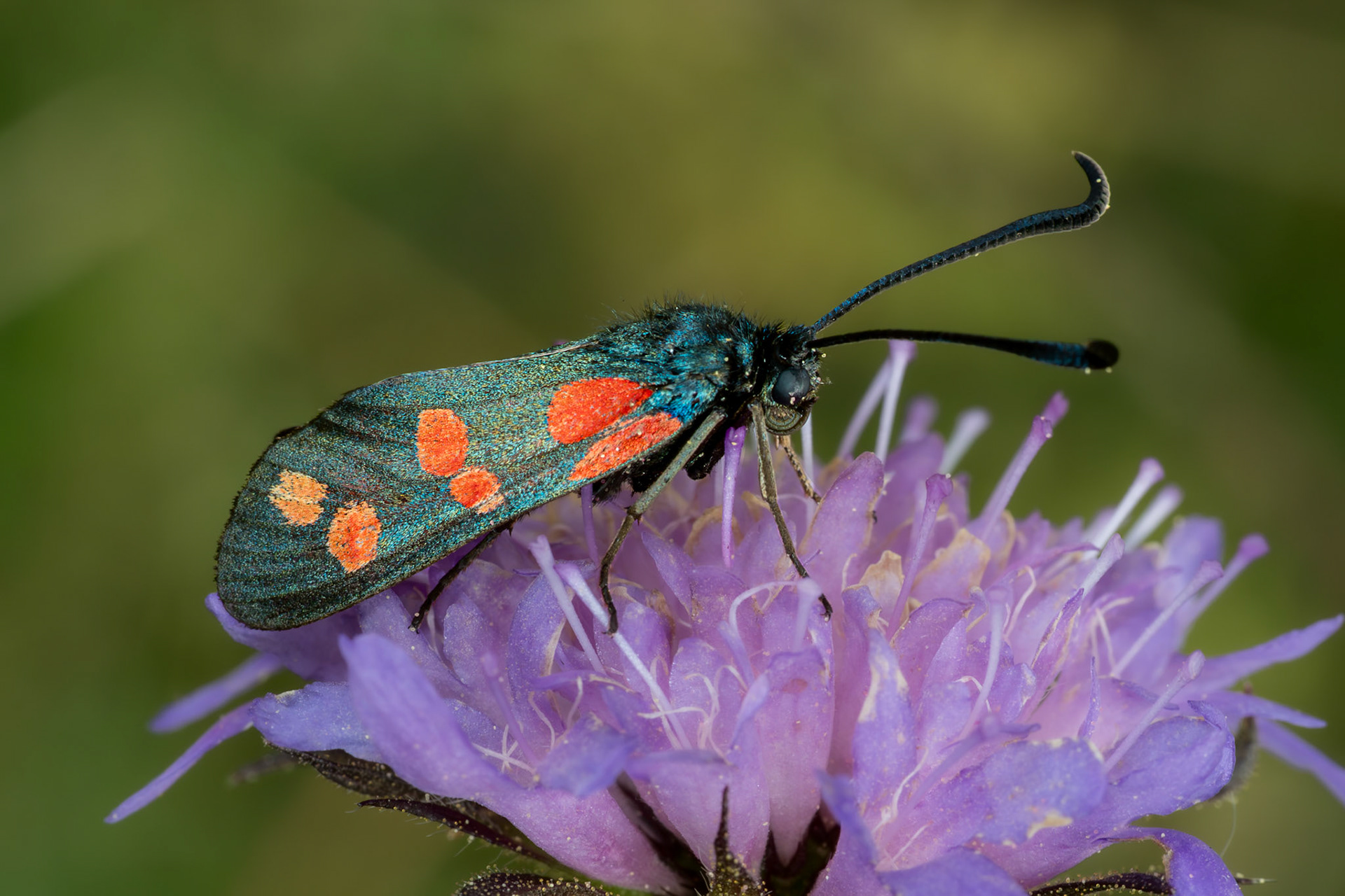 Das Bild zeigt eine Nahaufnahme eines Schmetterlings der Gattung Zygaena, erkennbar an den metallisch blauen Flügeln mit roten Punkten.